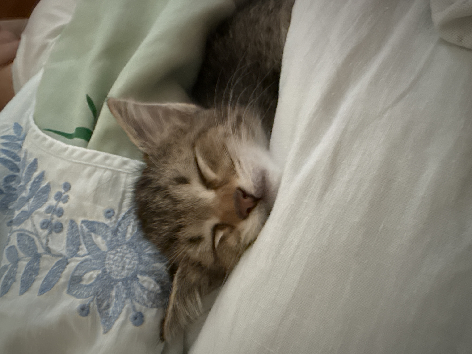 Woman and kitten share peaceful afternoon moments together