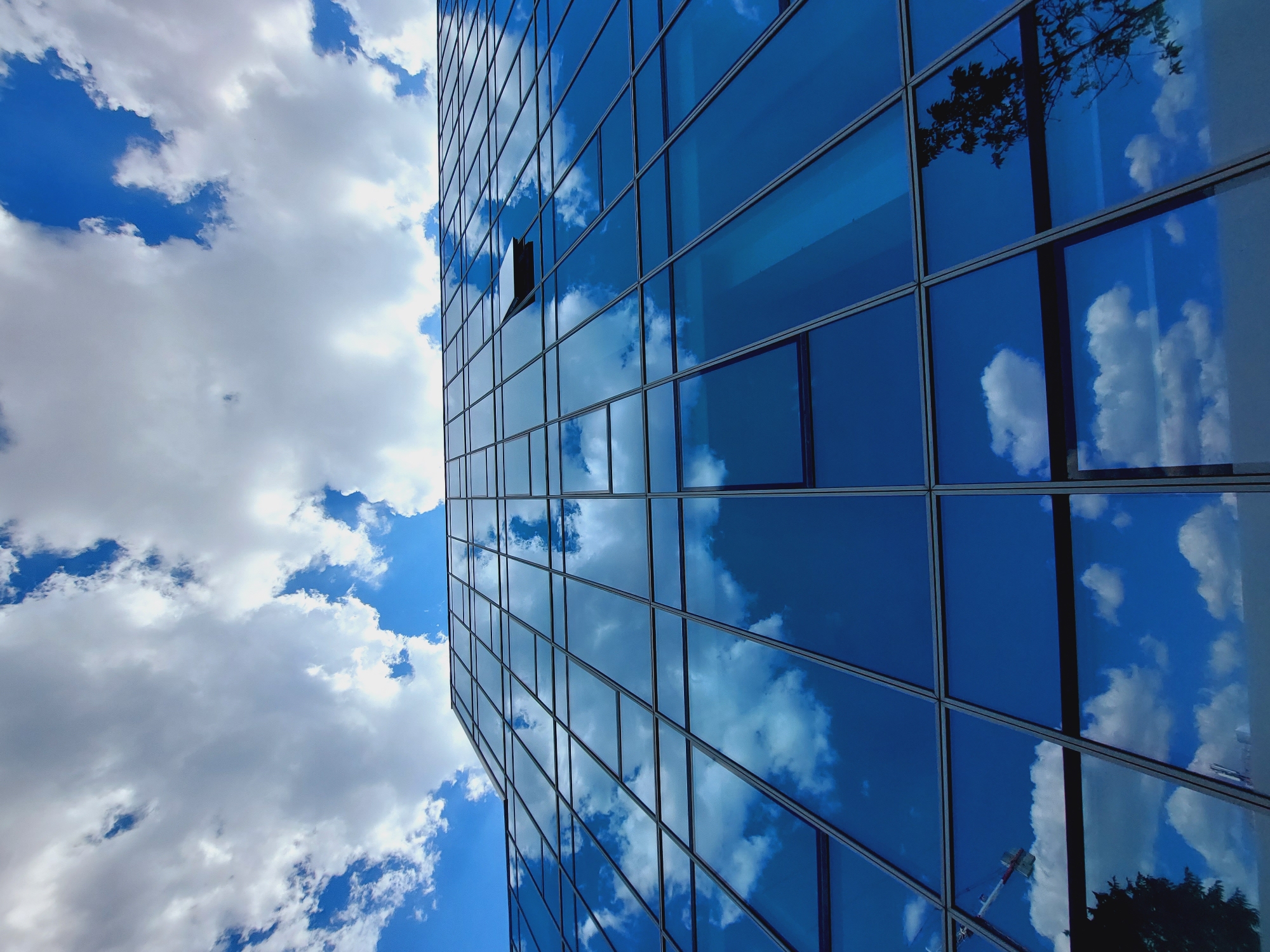 Low-angle afternoon shoot outside a glass building with red tree