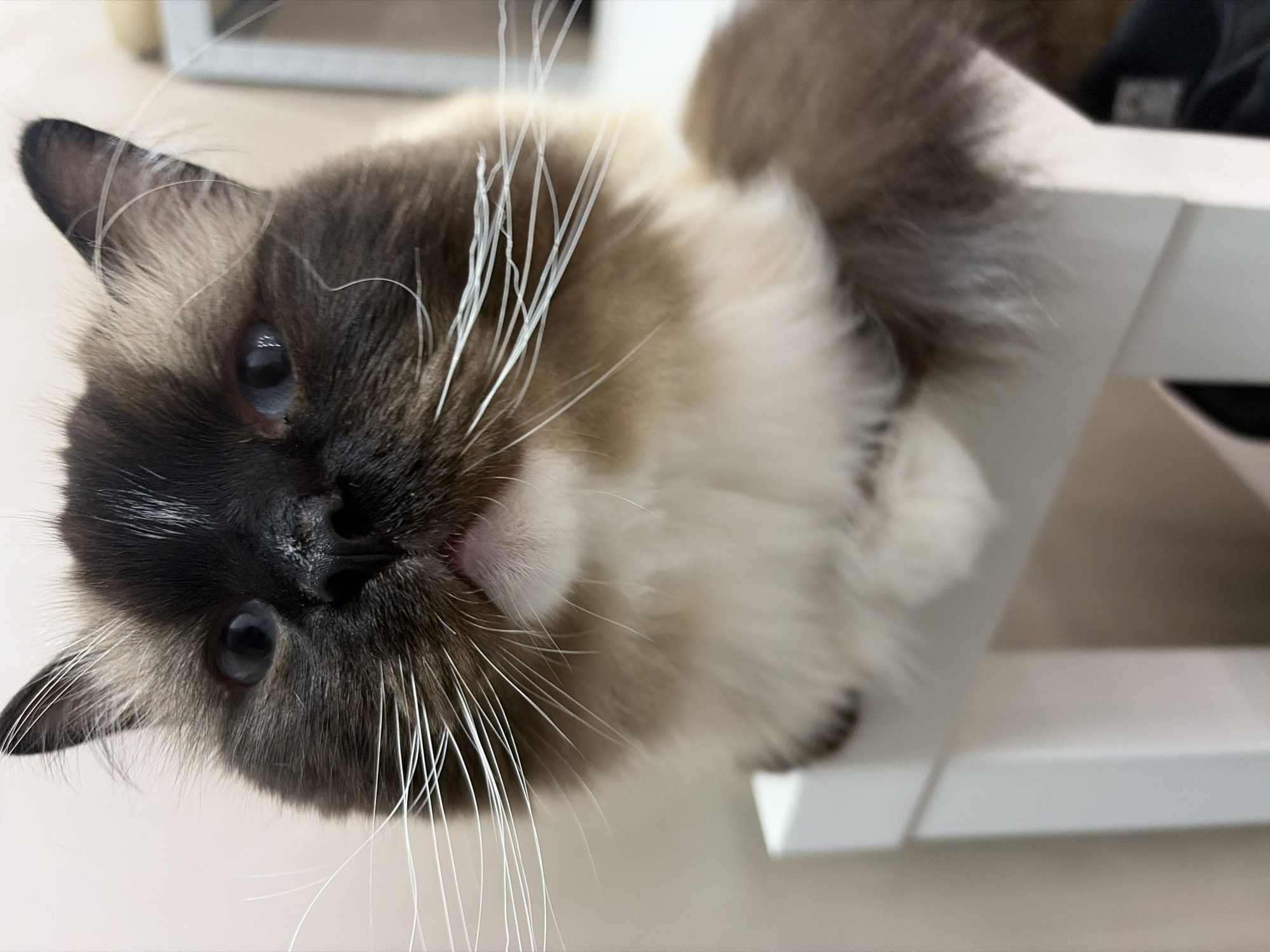 Portrait of long-haired cat photographed in Rijswijk