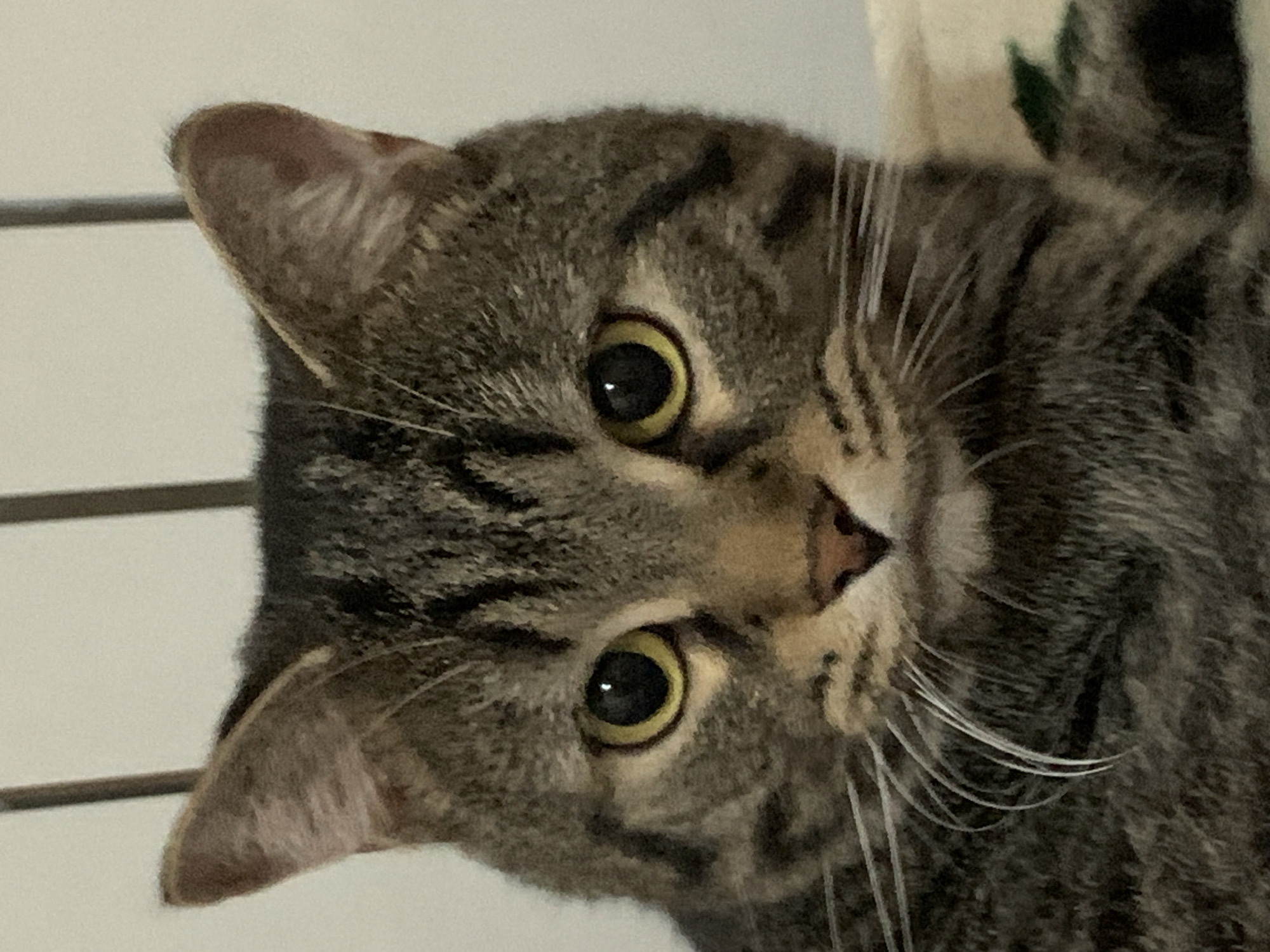 Tabby cat photographed with tilted head in Stavropol