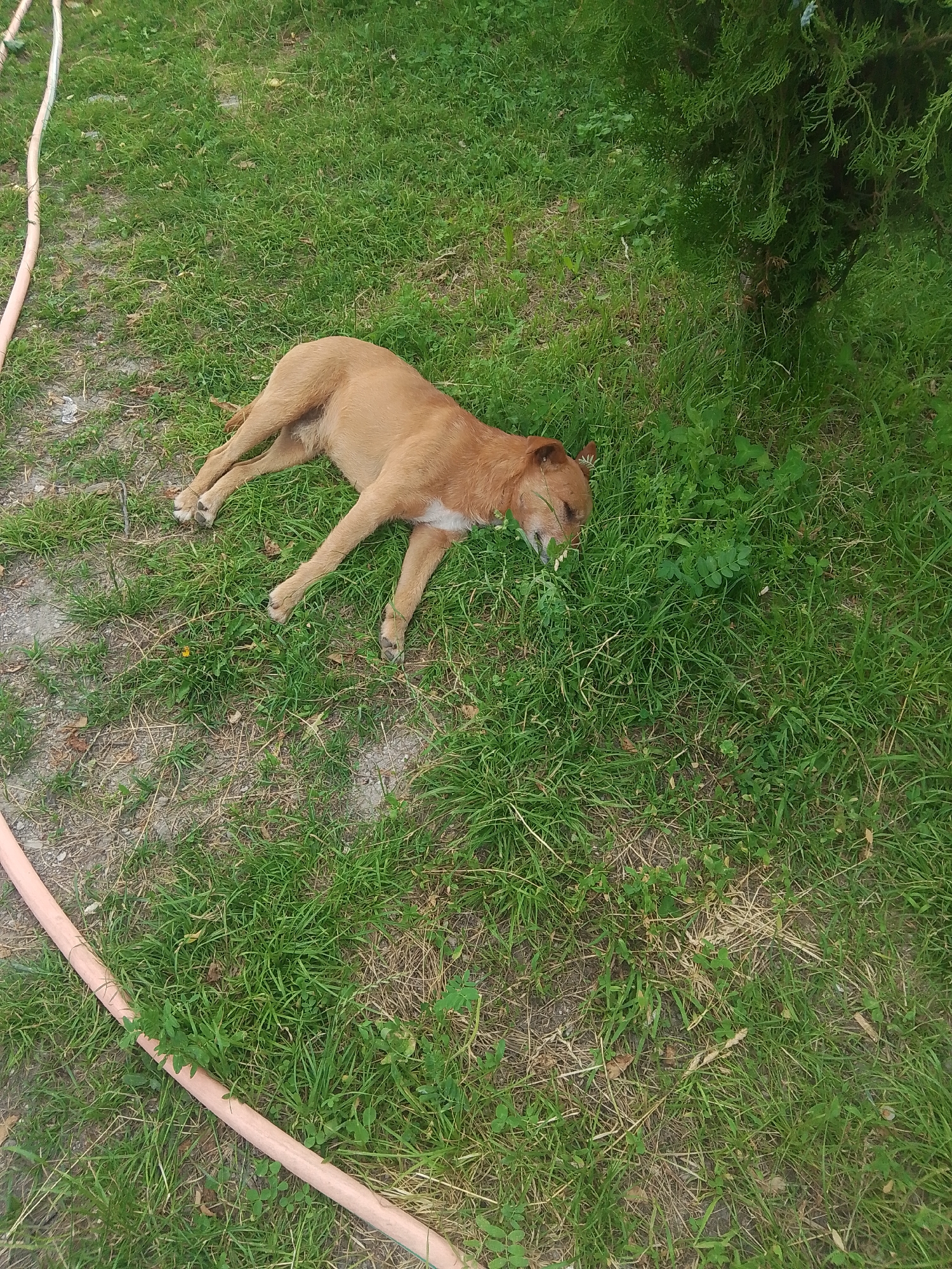 Dog rests peacefully on grass in Armenian village
