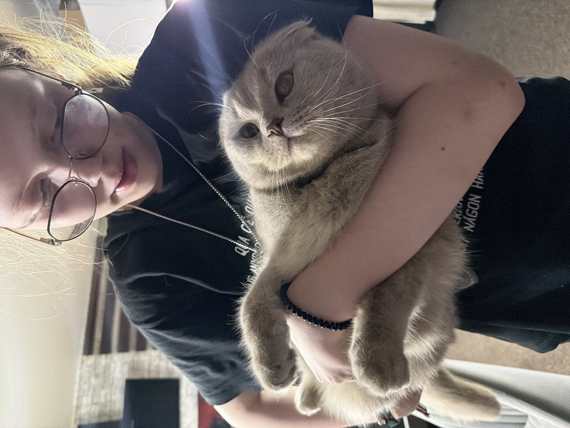 Scottish Fold cat photoshoot captured in Chaikovsky, Russia