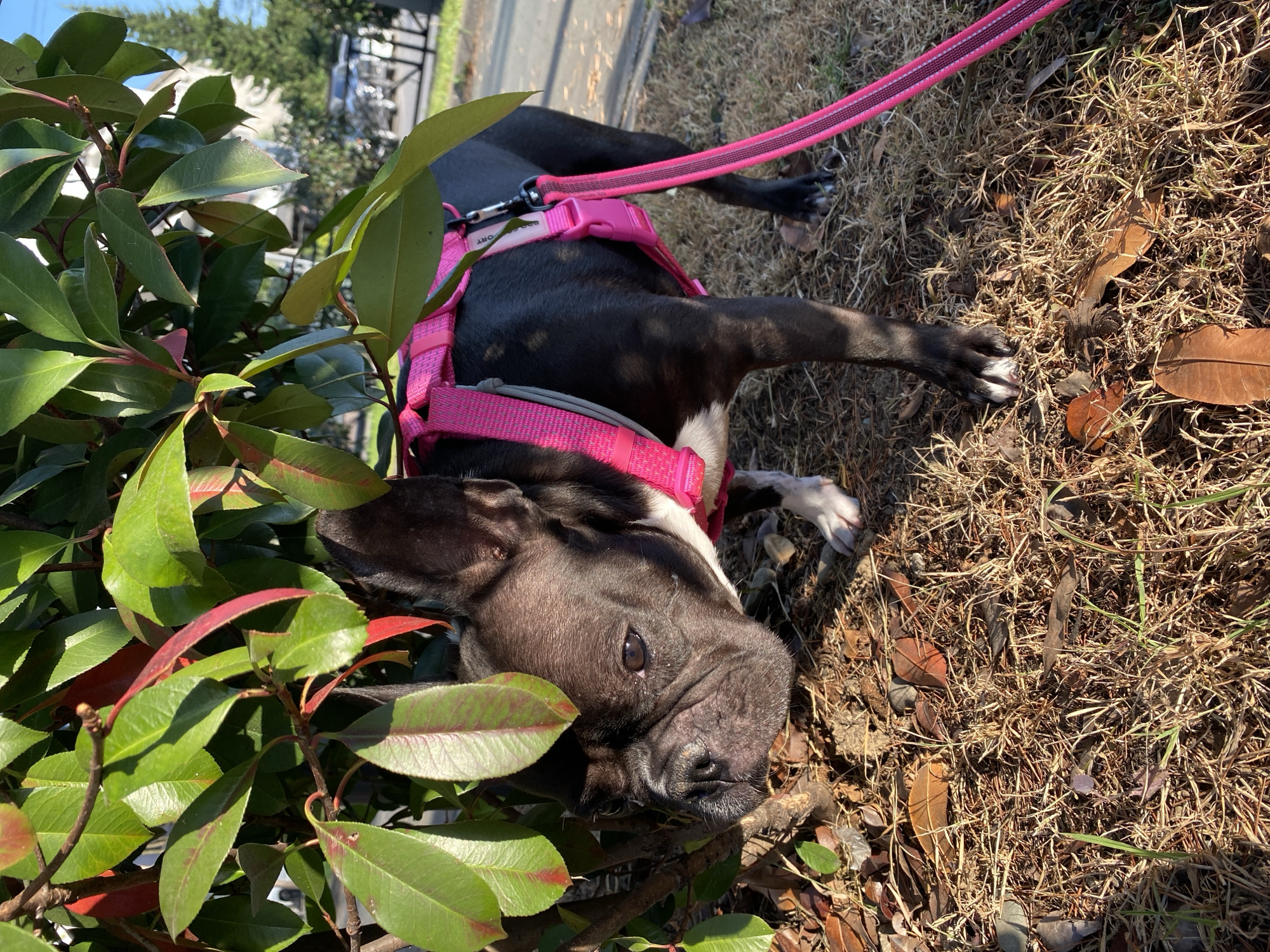 French Bulldog on a morning walk through sunny Batumi streets