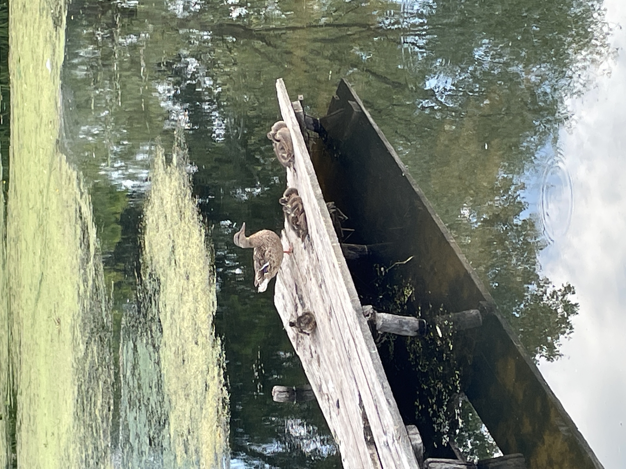 Mallard family resting and swimming by a wooden dock