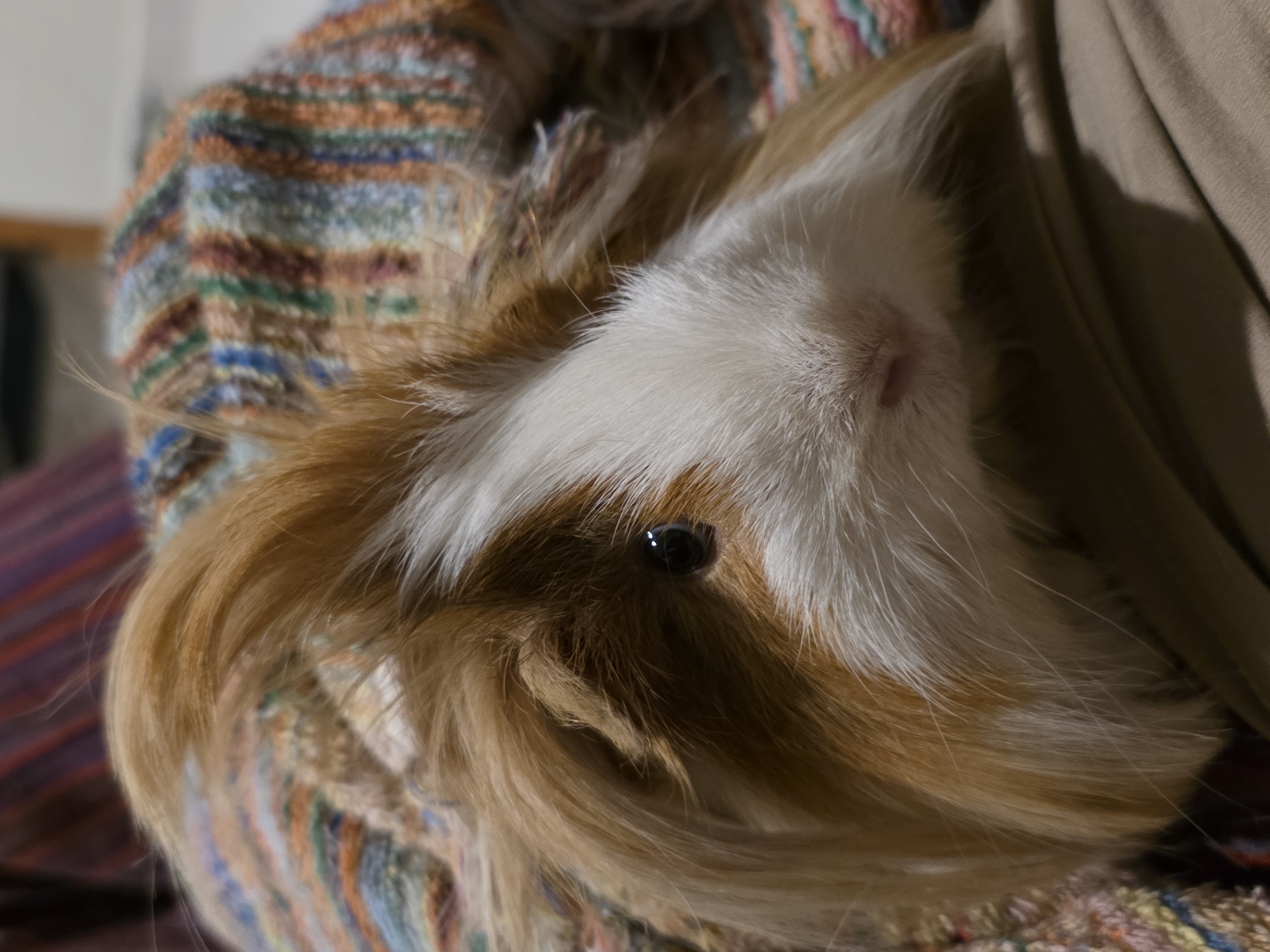 Guinea pigs and Chihuahua photographed resting together in Puebla