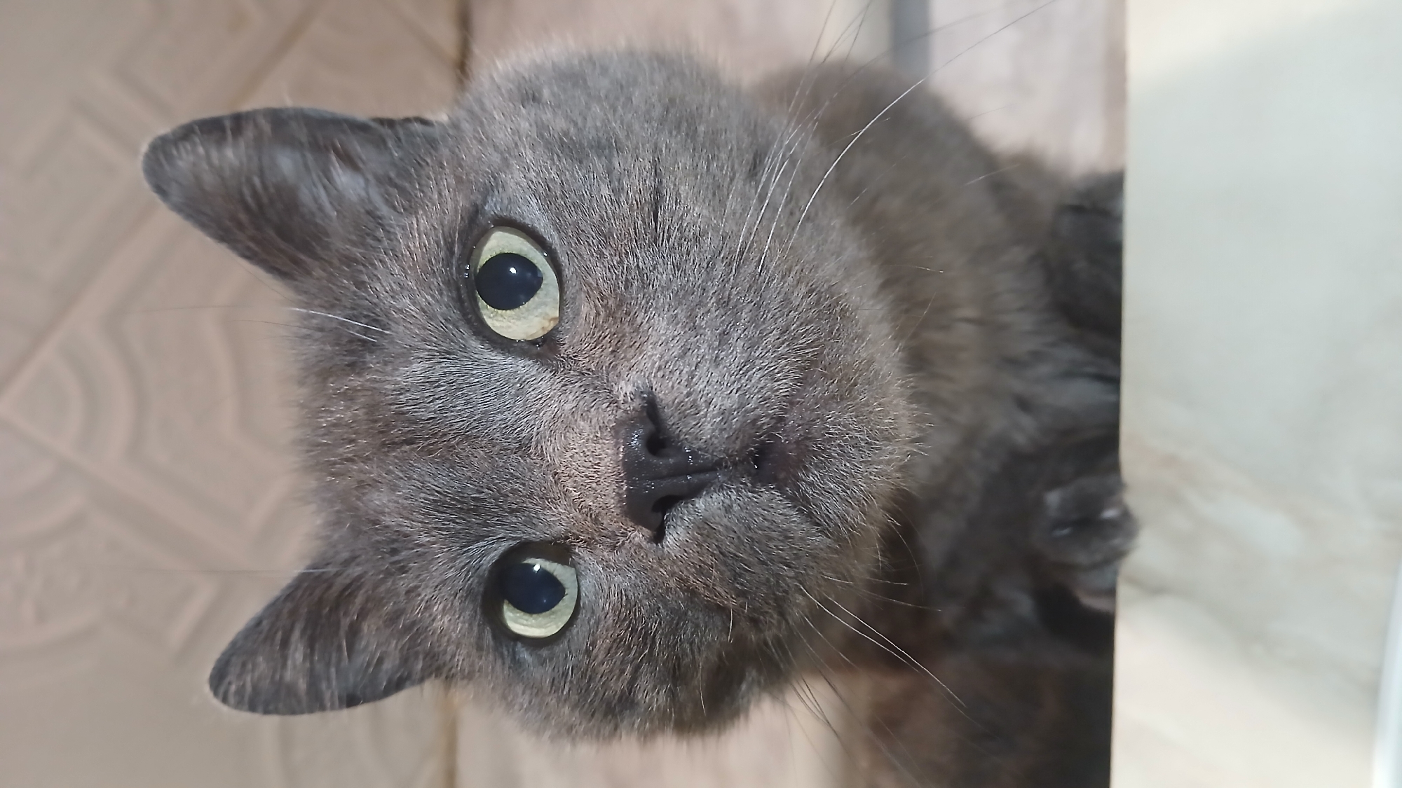 Mixed digital memories: cat photo, social post, Cobain tribute
