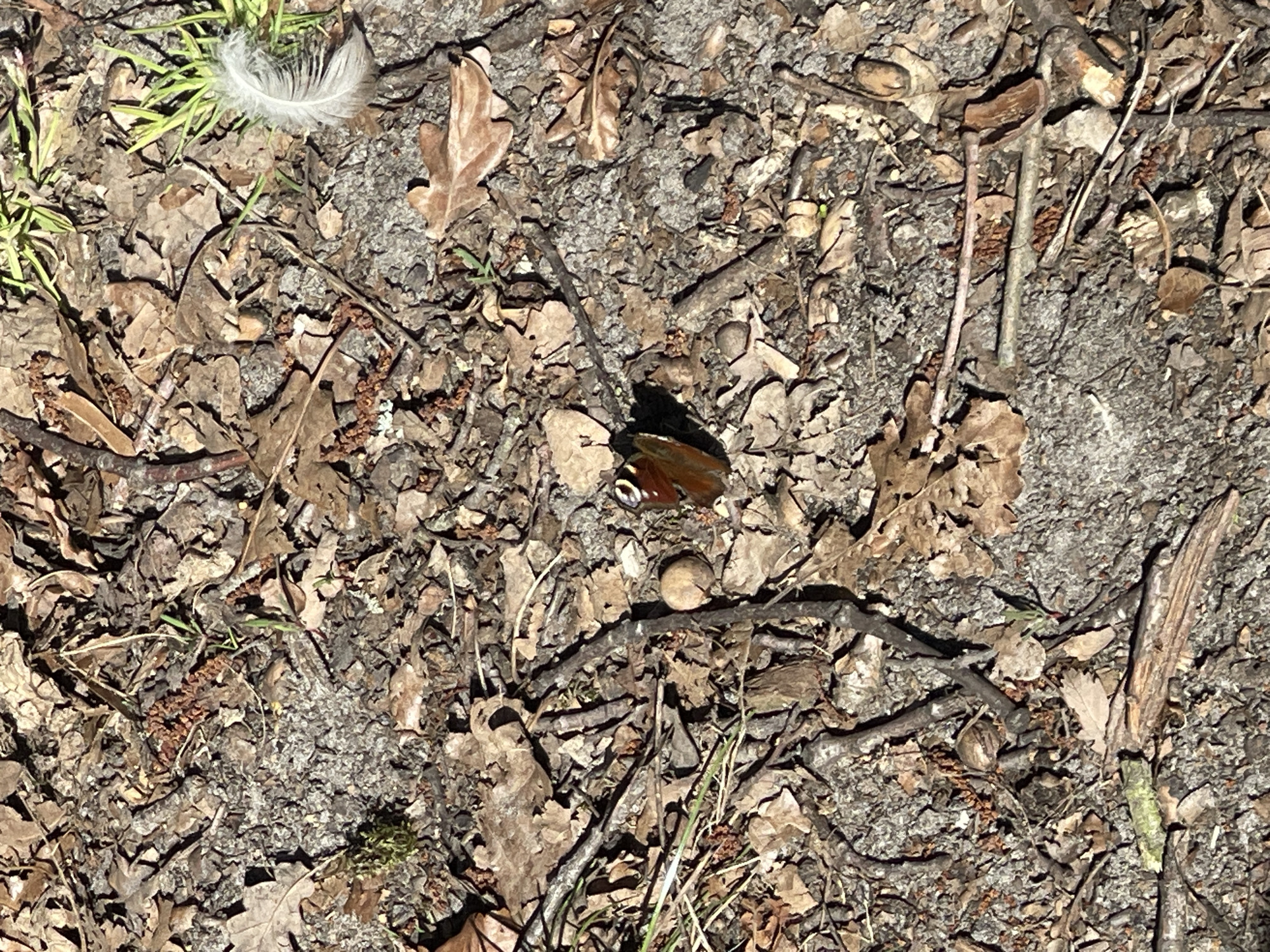 Berlin resident documents butterfly and ducks during midday nature walk