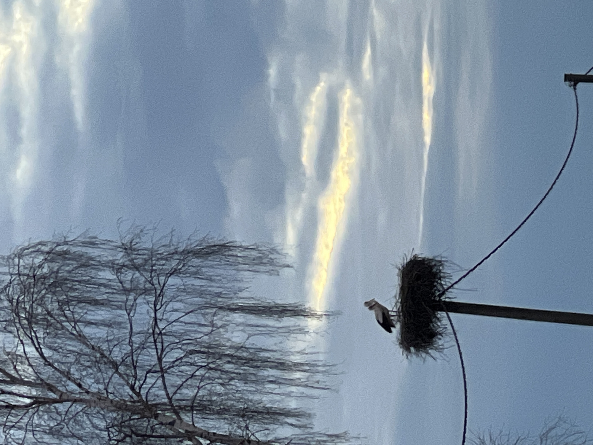 Stork spotted nesting on utility pole in Riga
