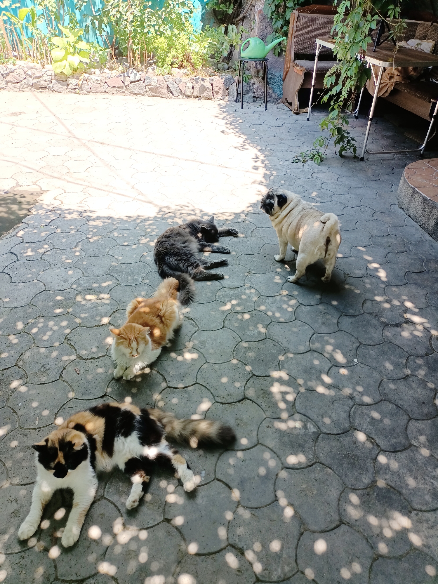 Multi-cat household in Almaty, indoors and out on a June morning