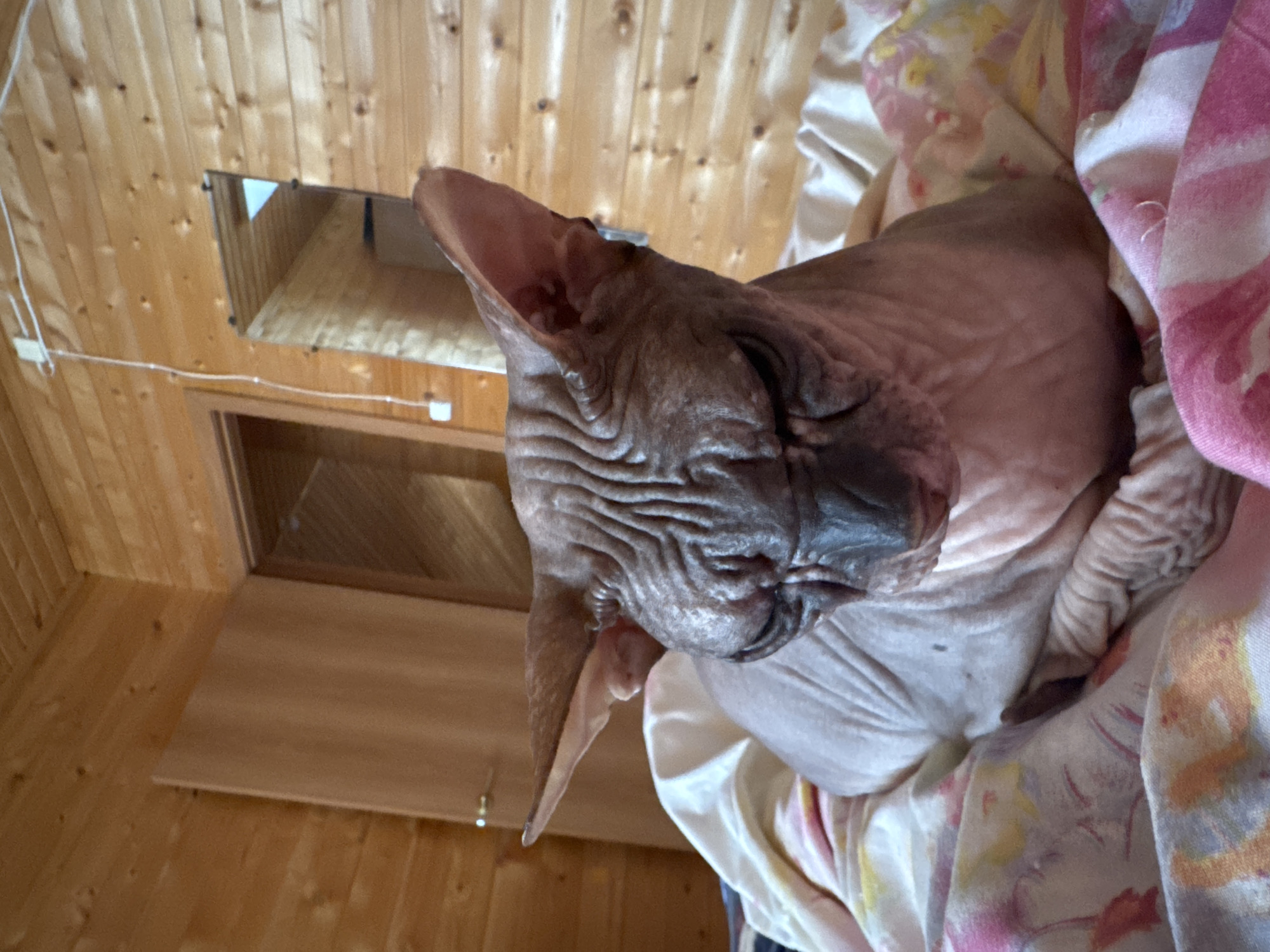 Hairless pets napping together on floral bedding in Nikolaevka