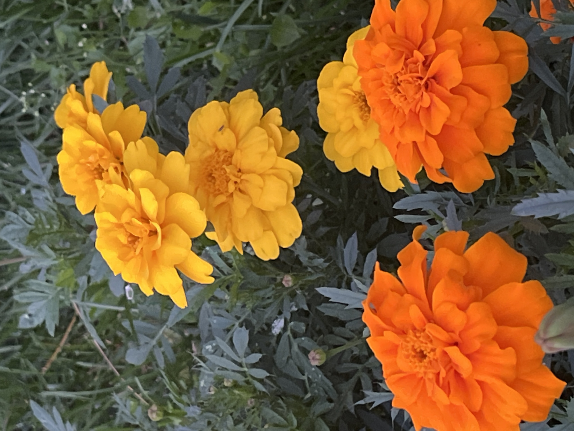 A quiet summer evening in Chaikovsky, flowers and street scenes