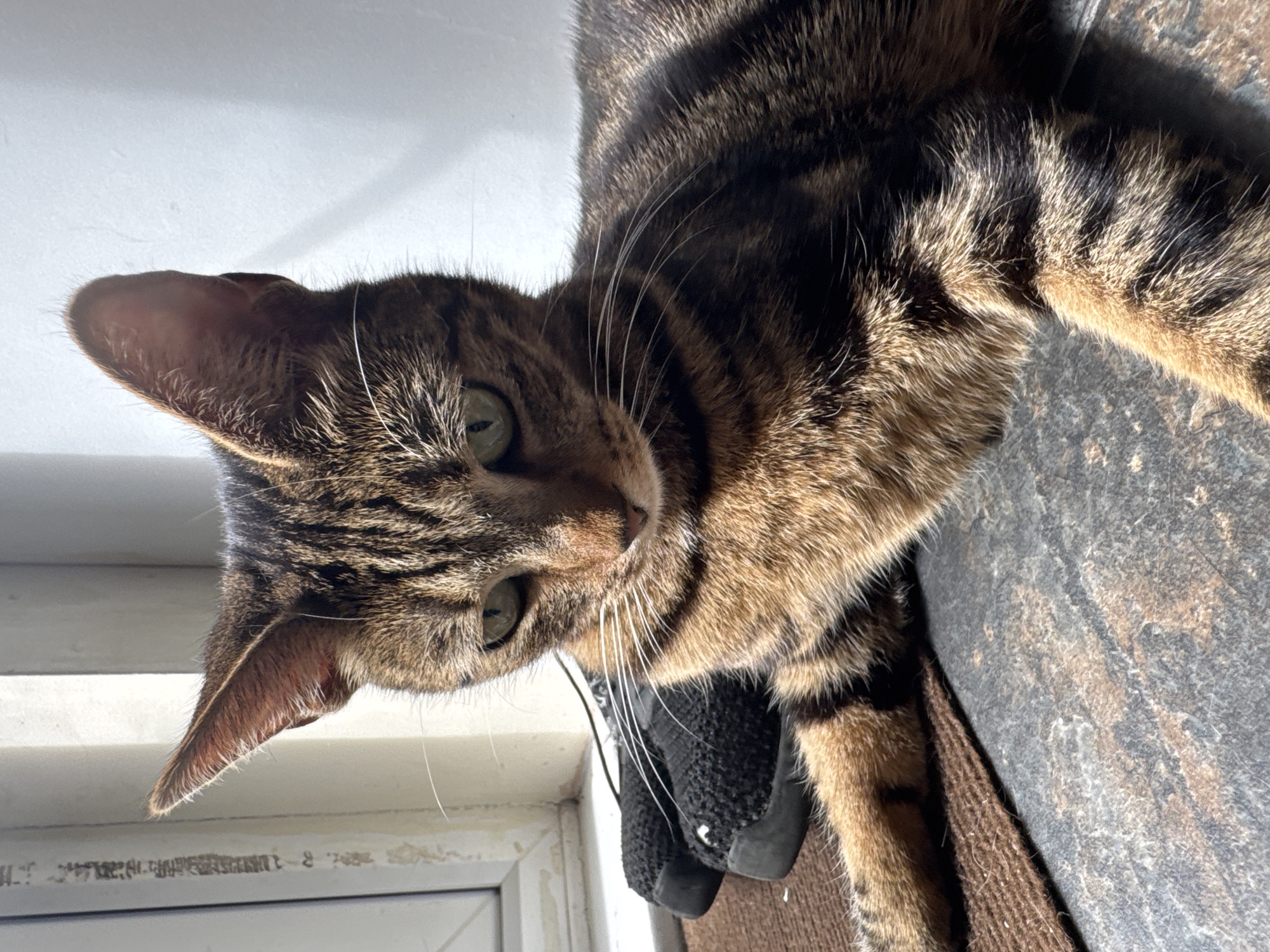 Multiple cats spotted around Desborough home during morning hours