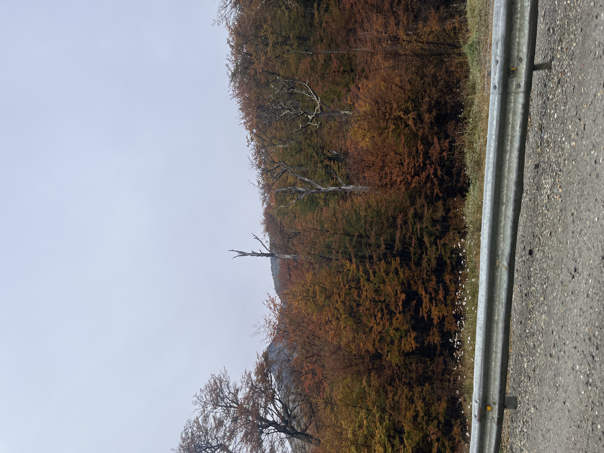 Roadside guardrail and forest documented in Argentina