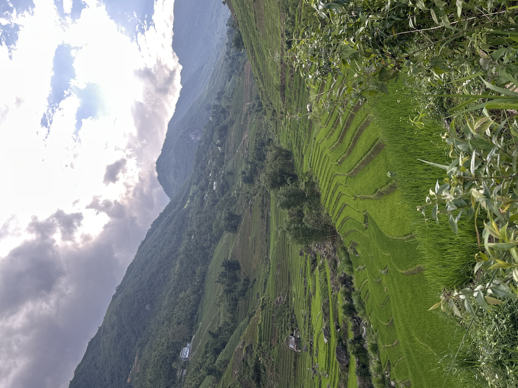 Observers document lush terraced rice fields in Bản Hồ Vietnam