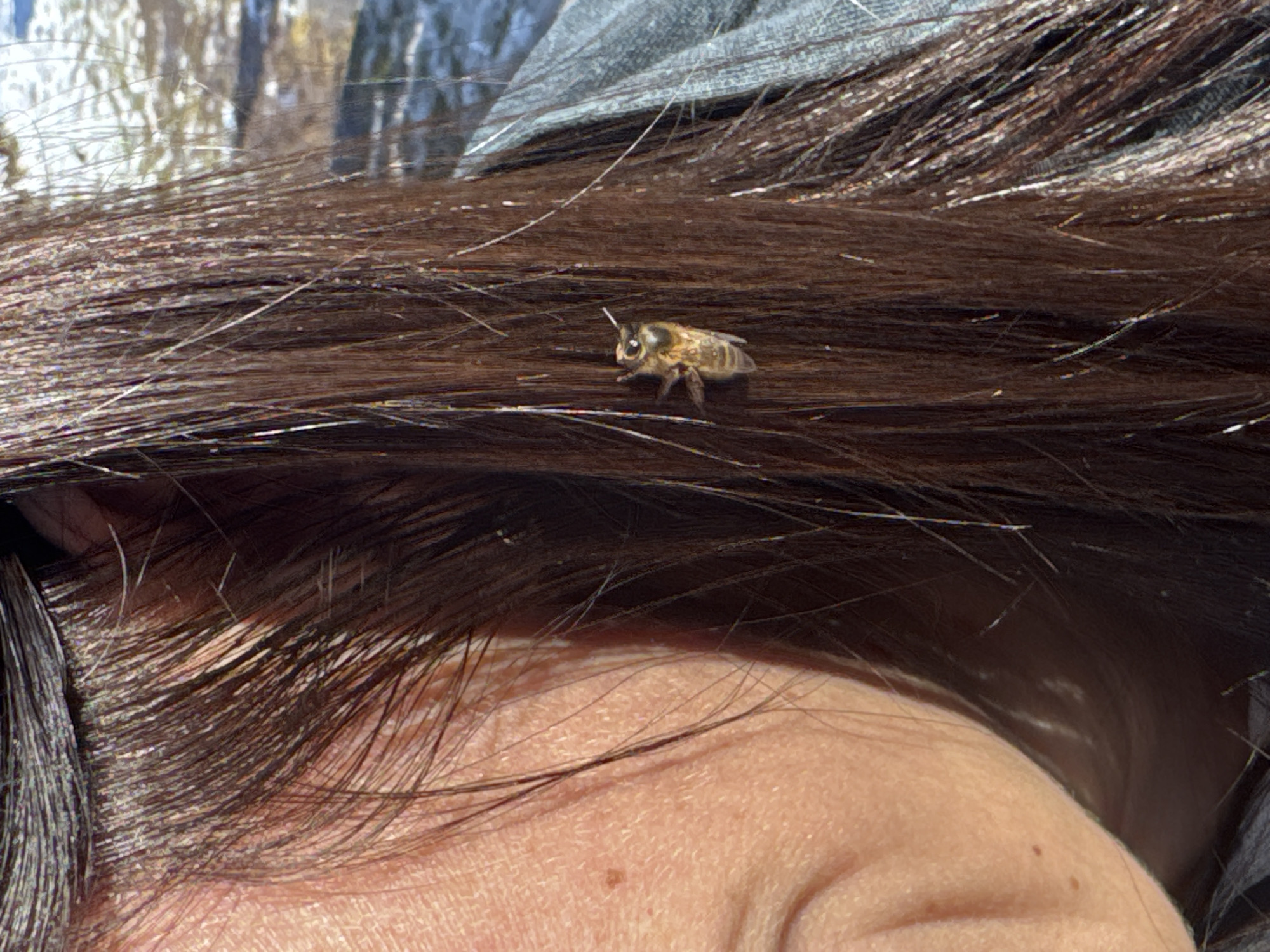 Honeybee spotted walking on person's hair in Russian village