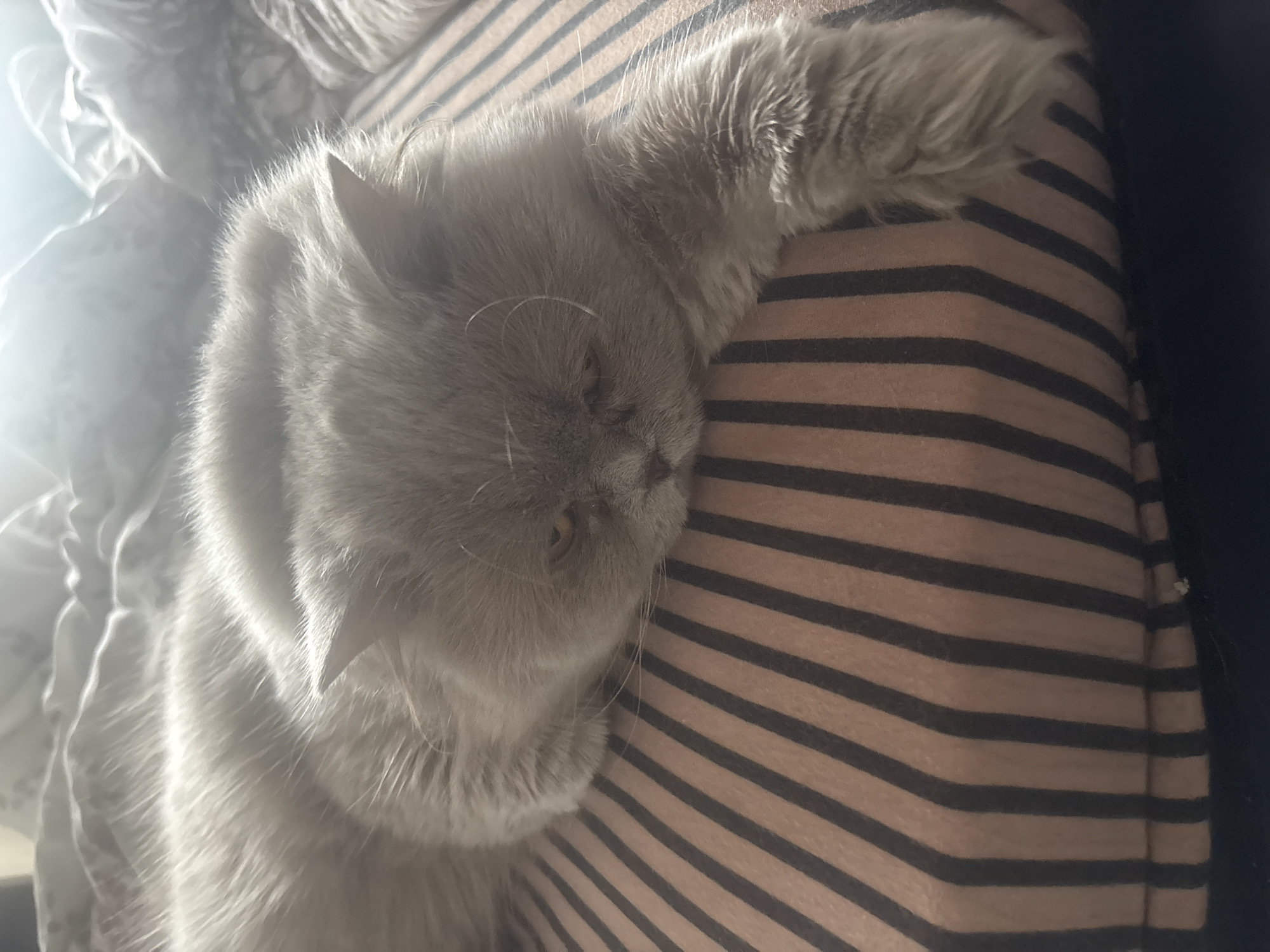 Gray cat rests on striped bedding in Bulgarian home