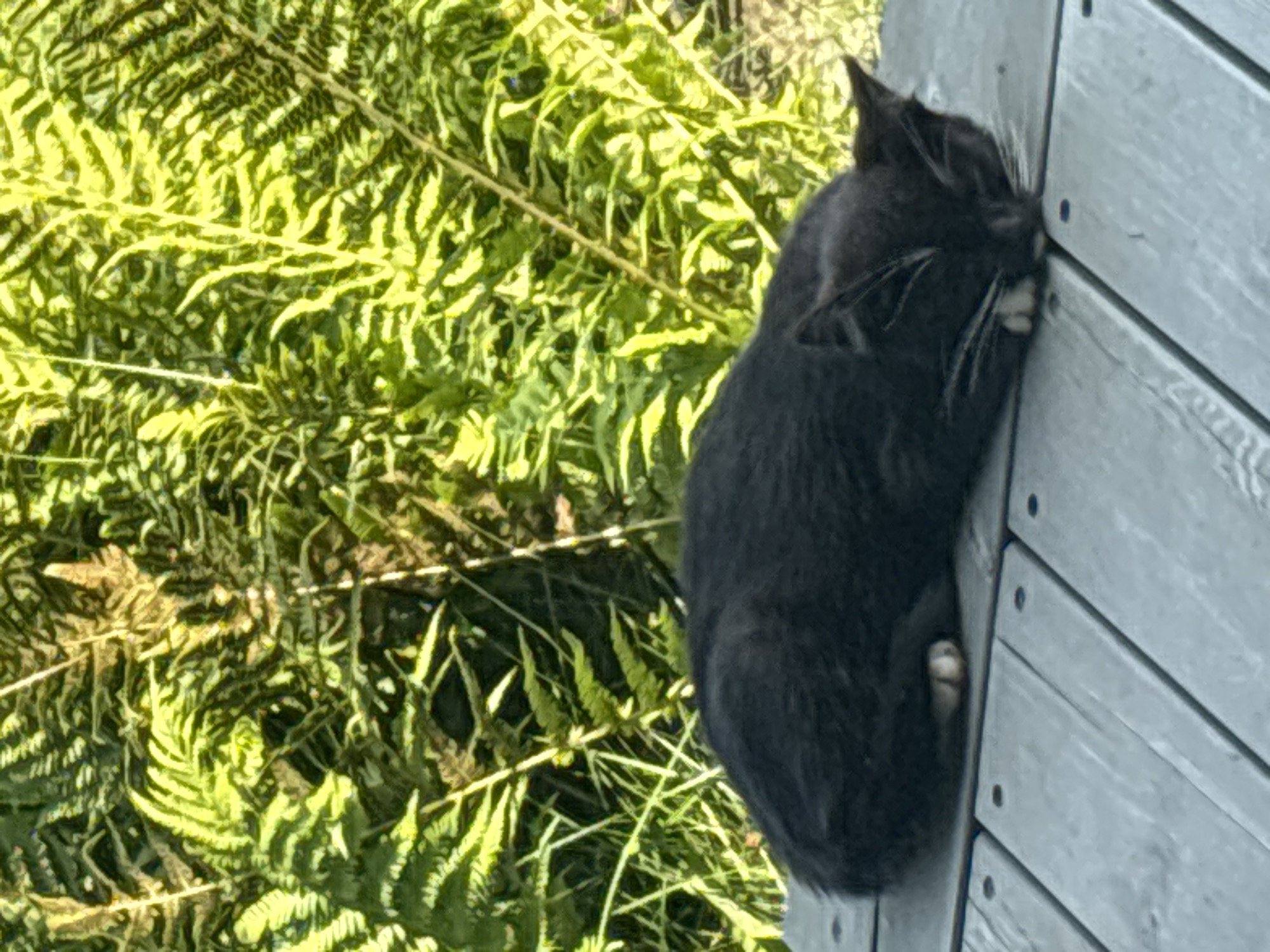 Cats, garden, and morning coffee at a Zvenigorod dacha