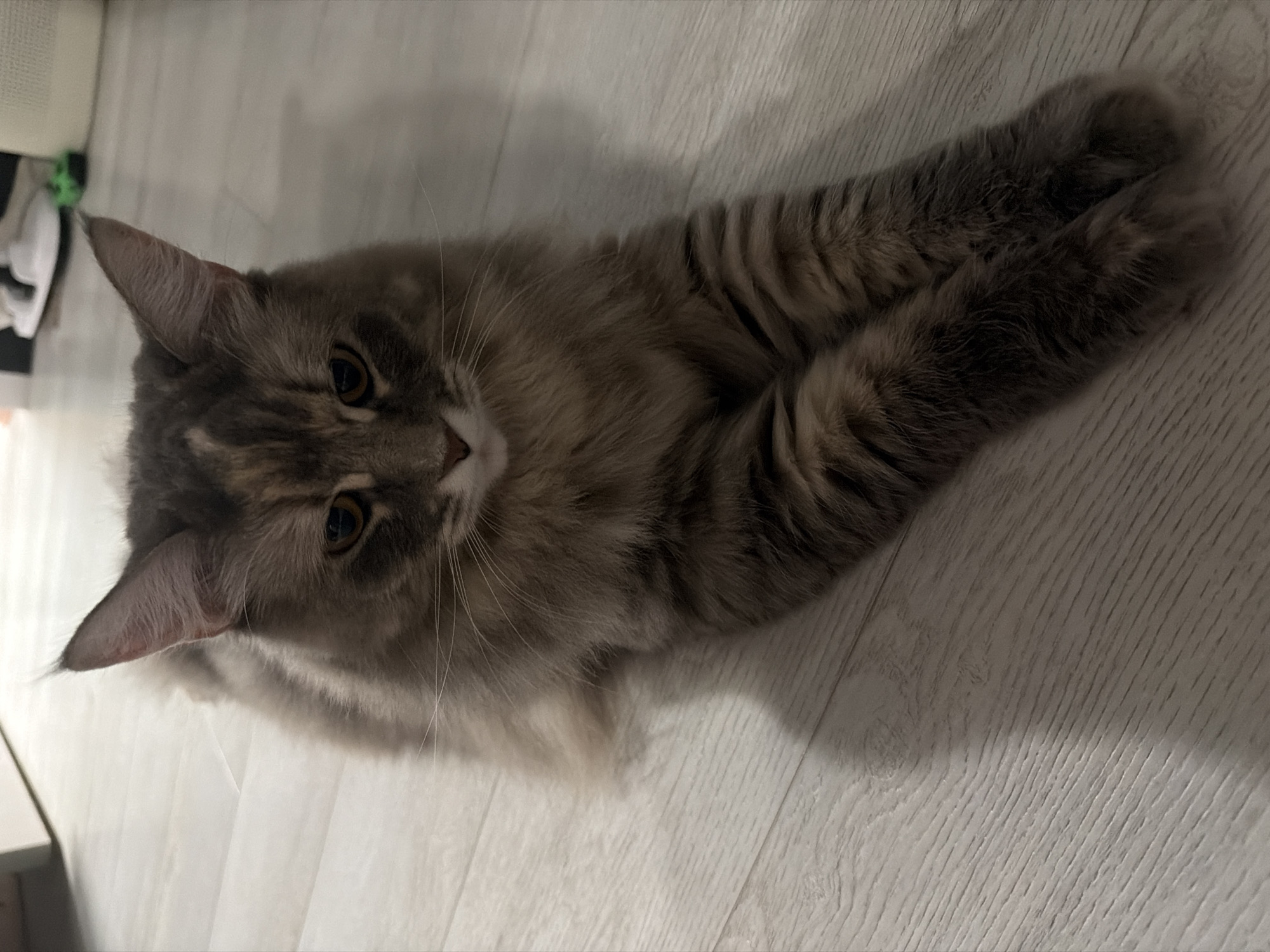Fluffy cats lounging on a wood floor, multiple angles