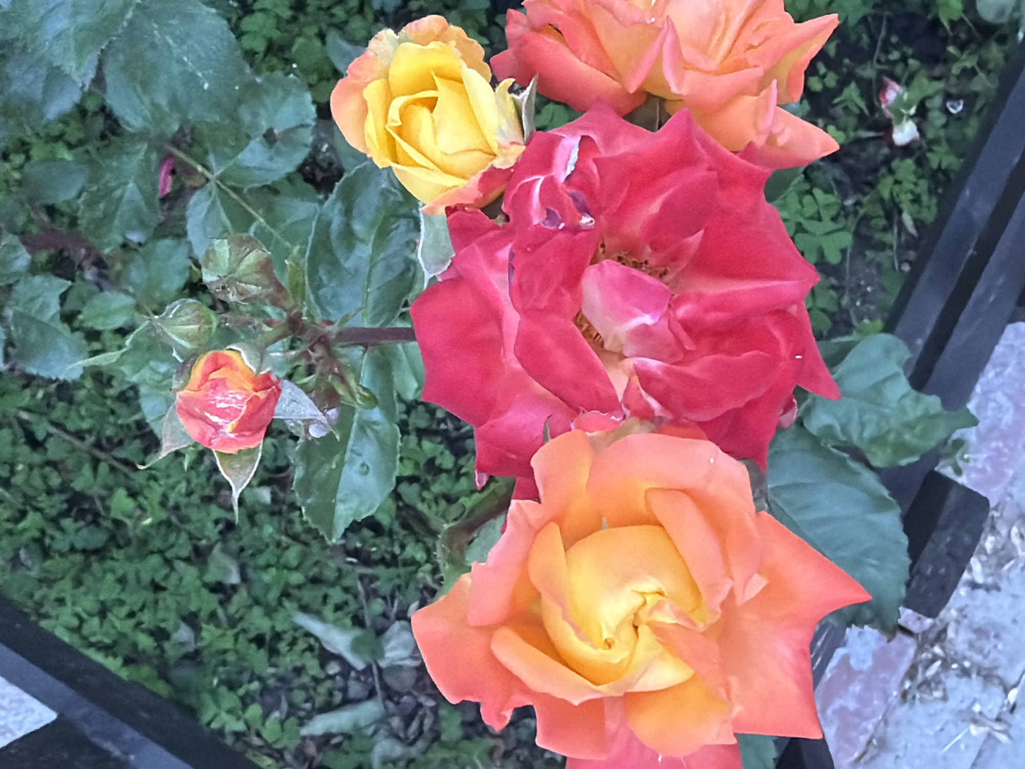 Sofia resident captures roses, city views, dog walks afternoon