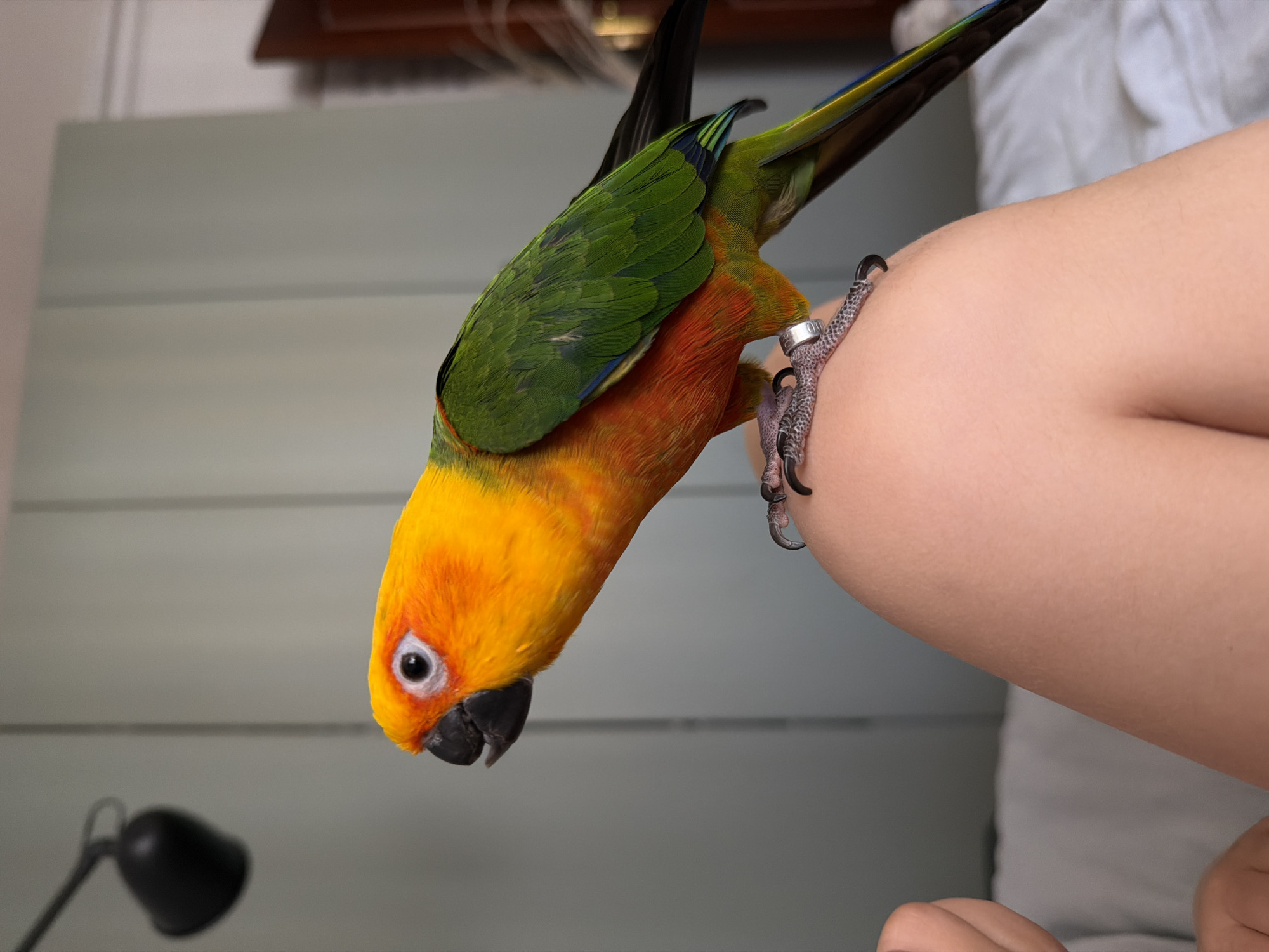 Woman photographs colorful sun conure parrot in Khimki home