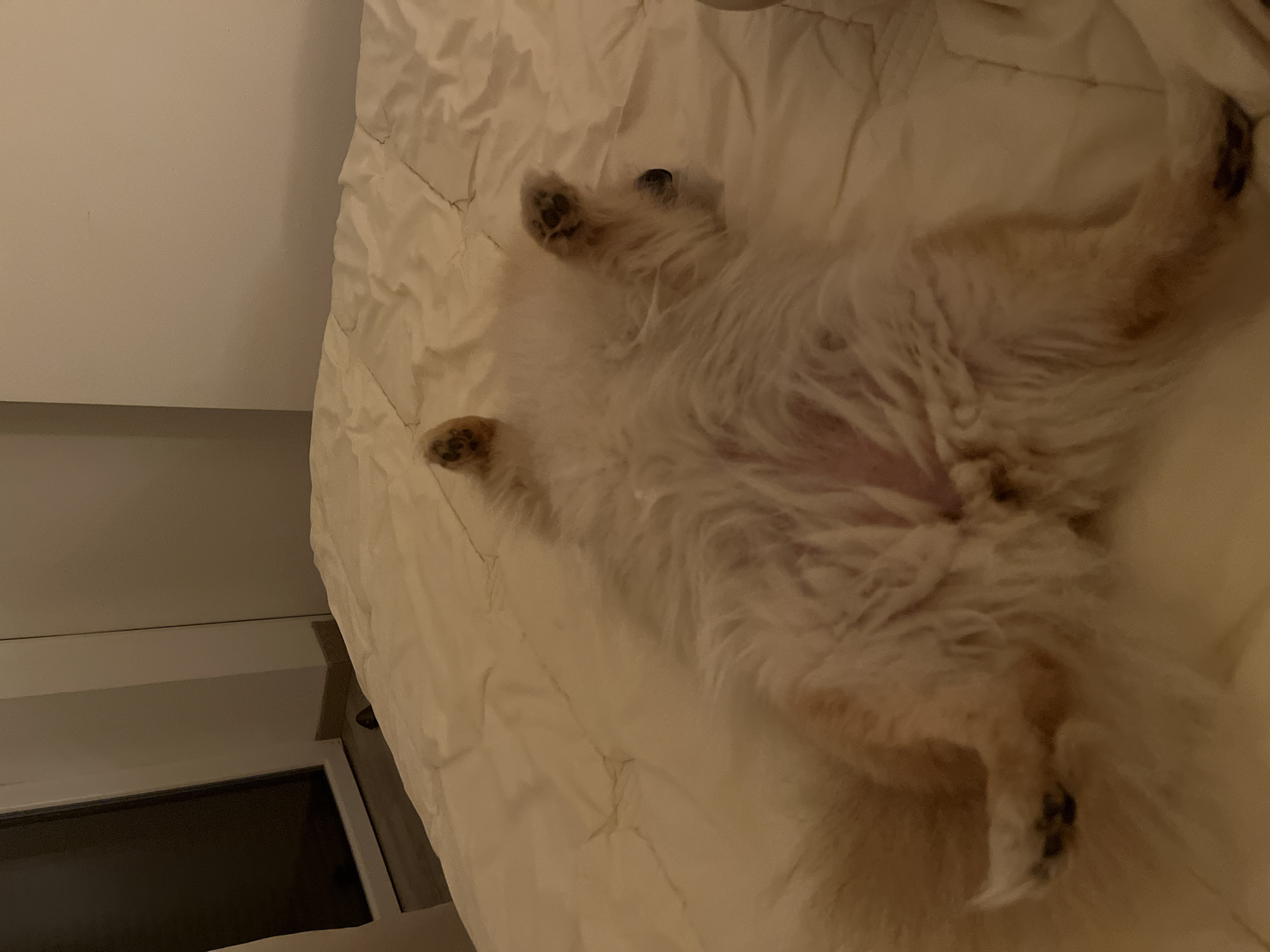 Fluffy dog relaxes on back in French bedroom