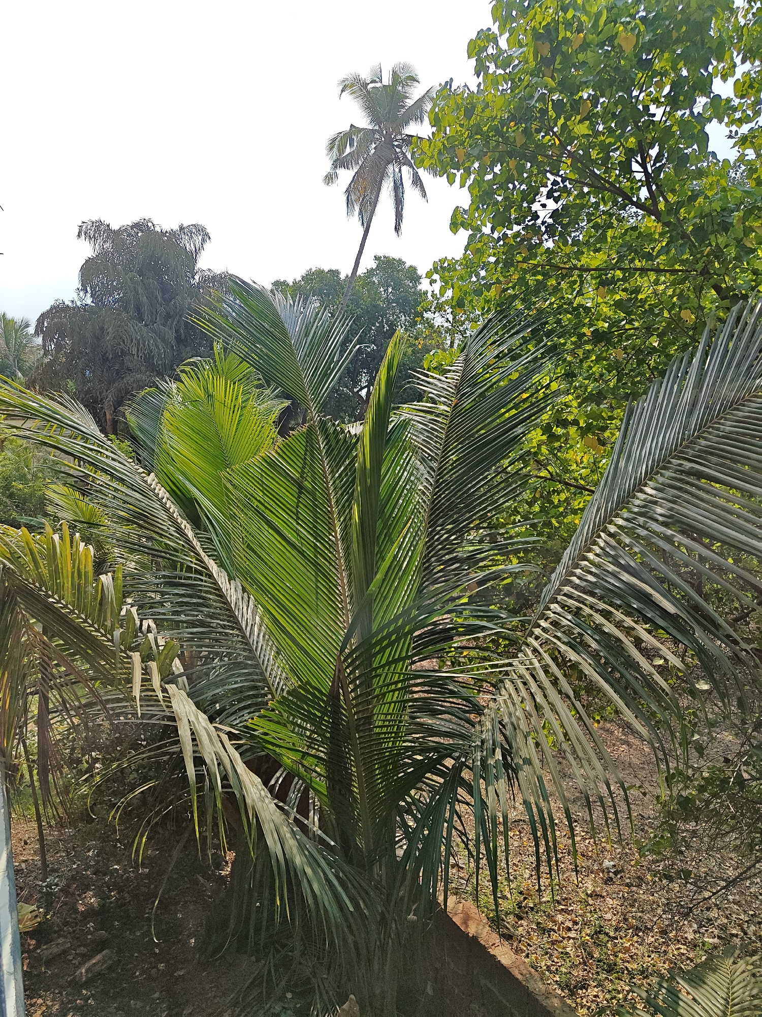 Coconut palm and tropical vegetation captured in Arambol