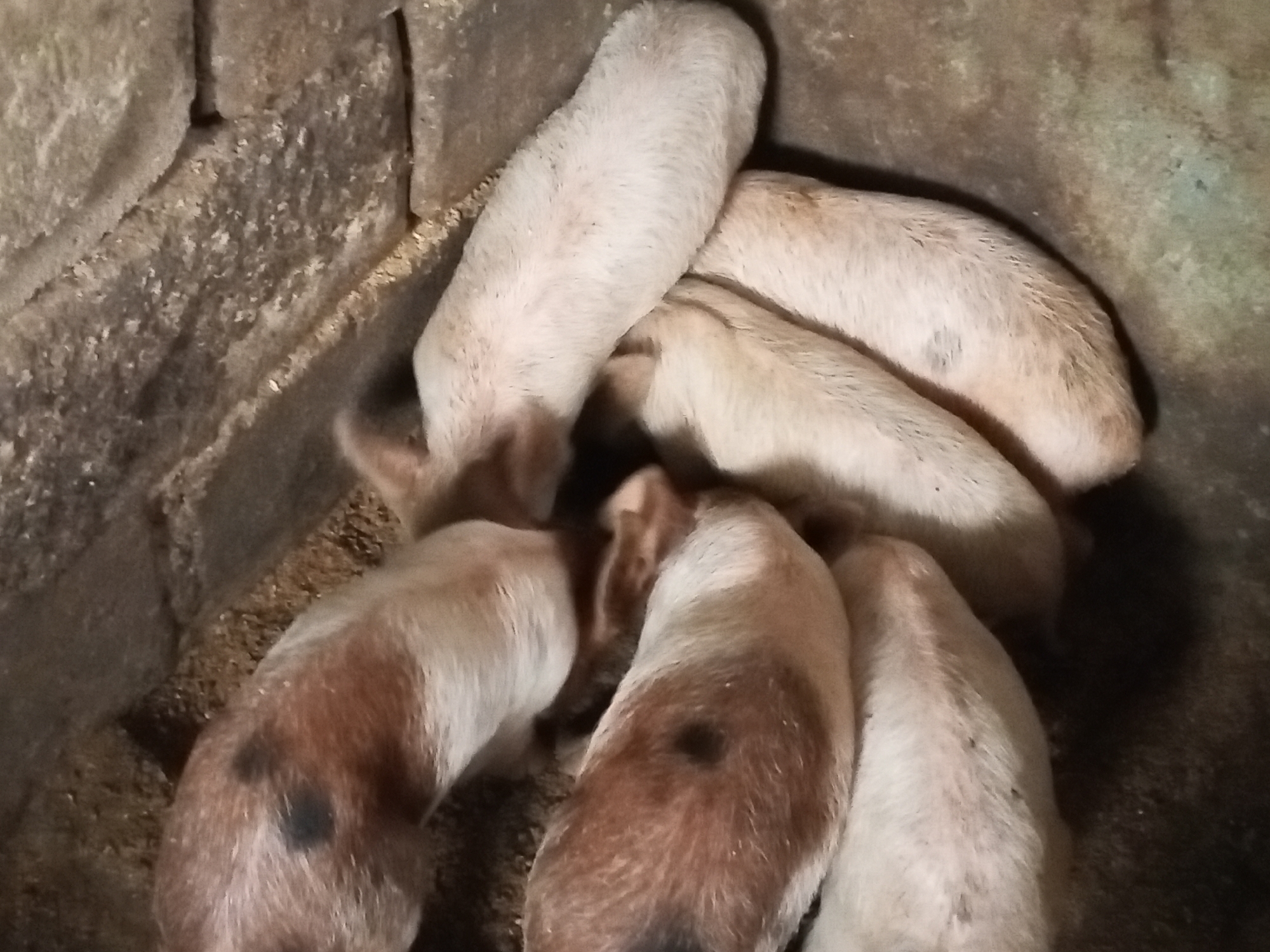 Piglets feeding and ornamental plants documented in Jos, Nigeria