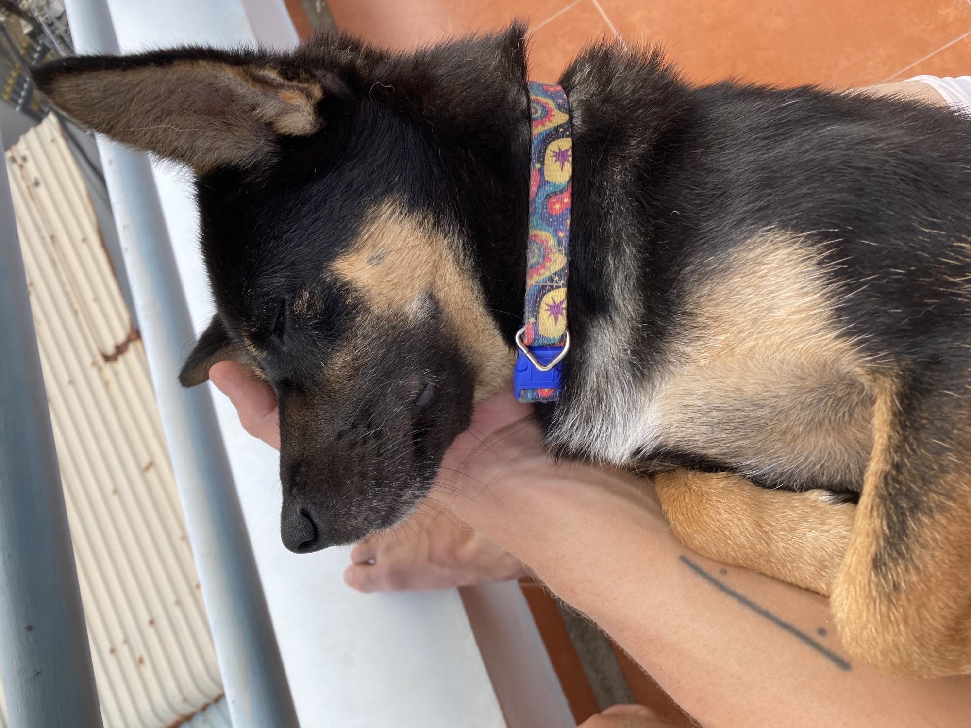 Dogs captured in everyday moments across Vietnamese coastal towns