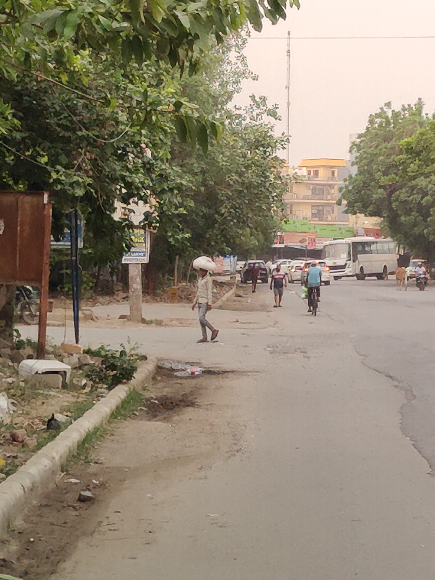 Gurgaon street scene: cows, birds, power lines, scattered debris