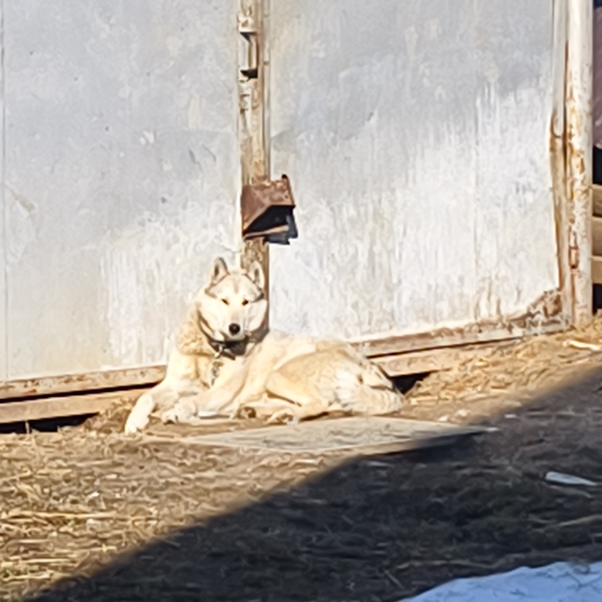 Rural scenes with husky dog captured in Фоки, Russia