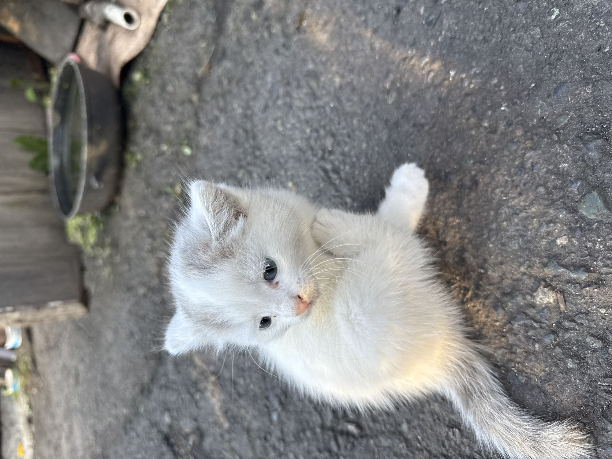 Stray kittens on the streets of Kamensk-Uralsky