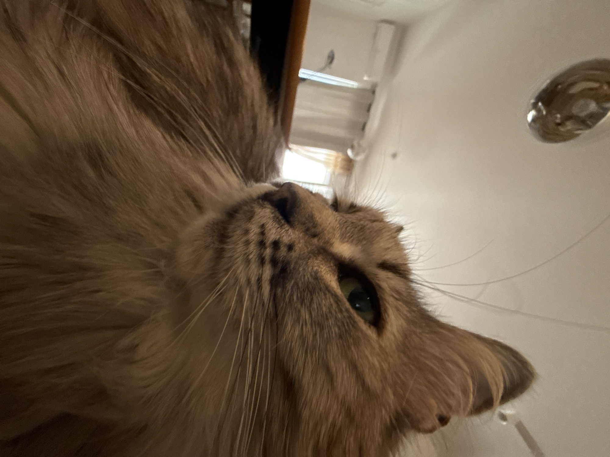 Long-haired tabby cat photographed multiple times in close-up shots