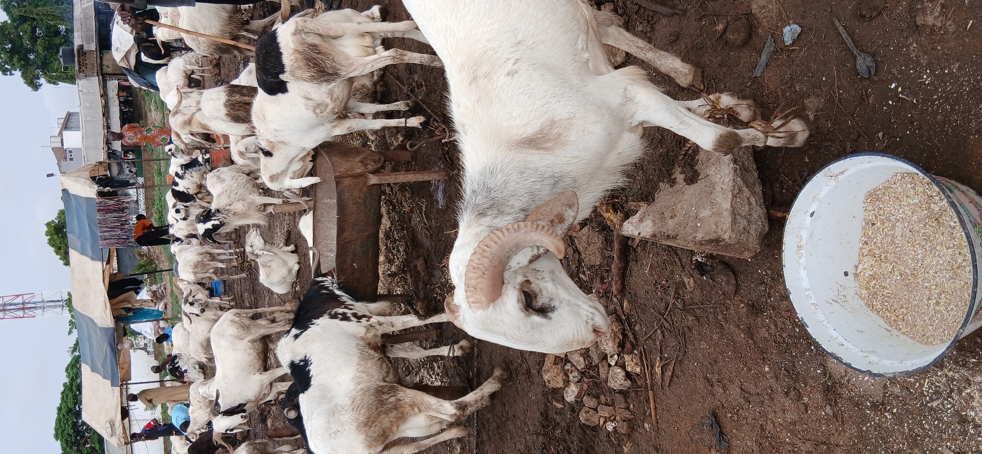 Livestock market operates in Unguwar Sarki, Nigeria
