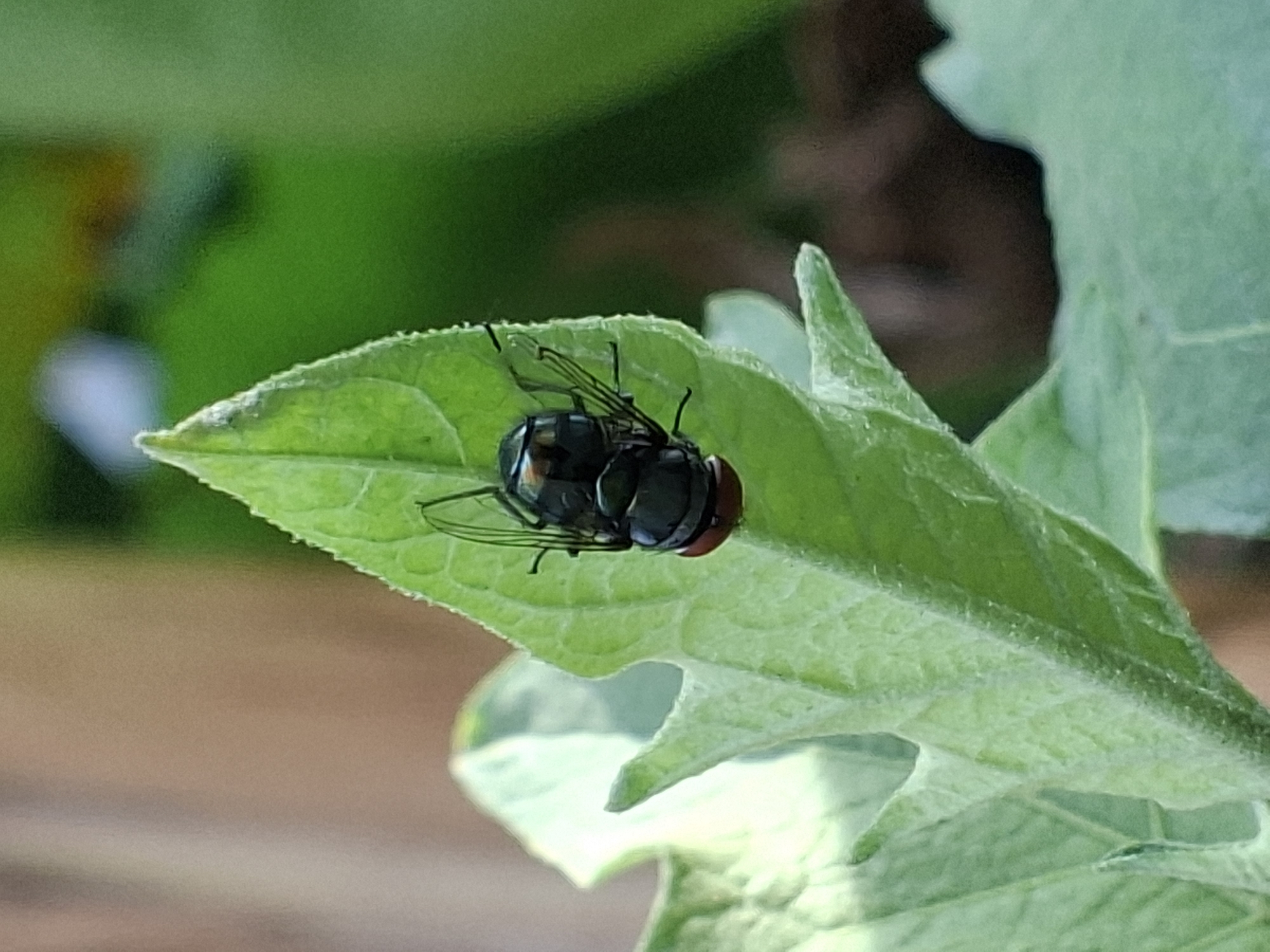 Morning macro photography session captures insects, spiders in Lhokseumawe