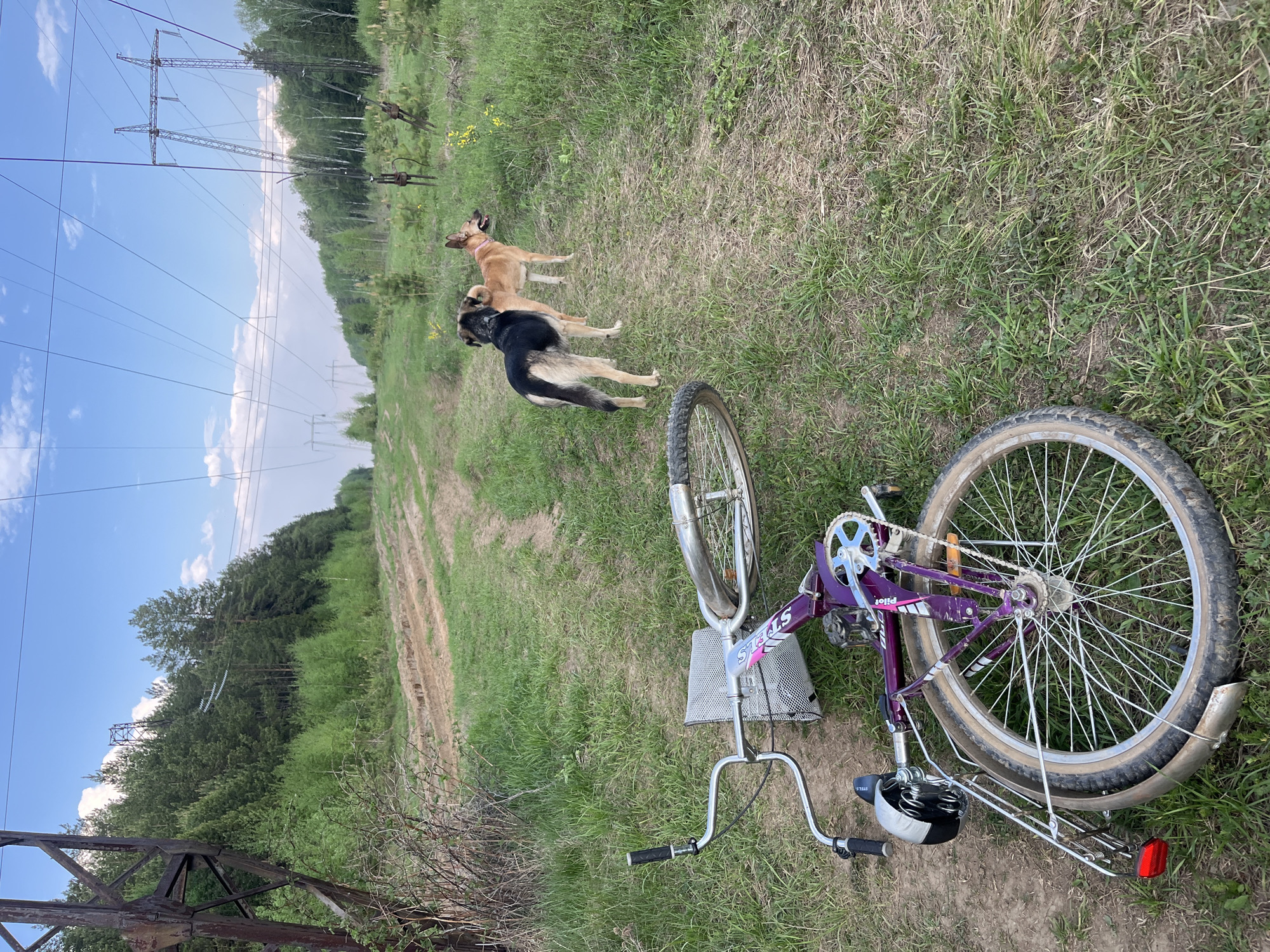 Woman cycles with three dogs on rural path near Nizhny Tagil