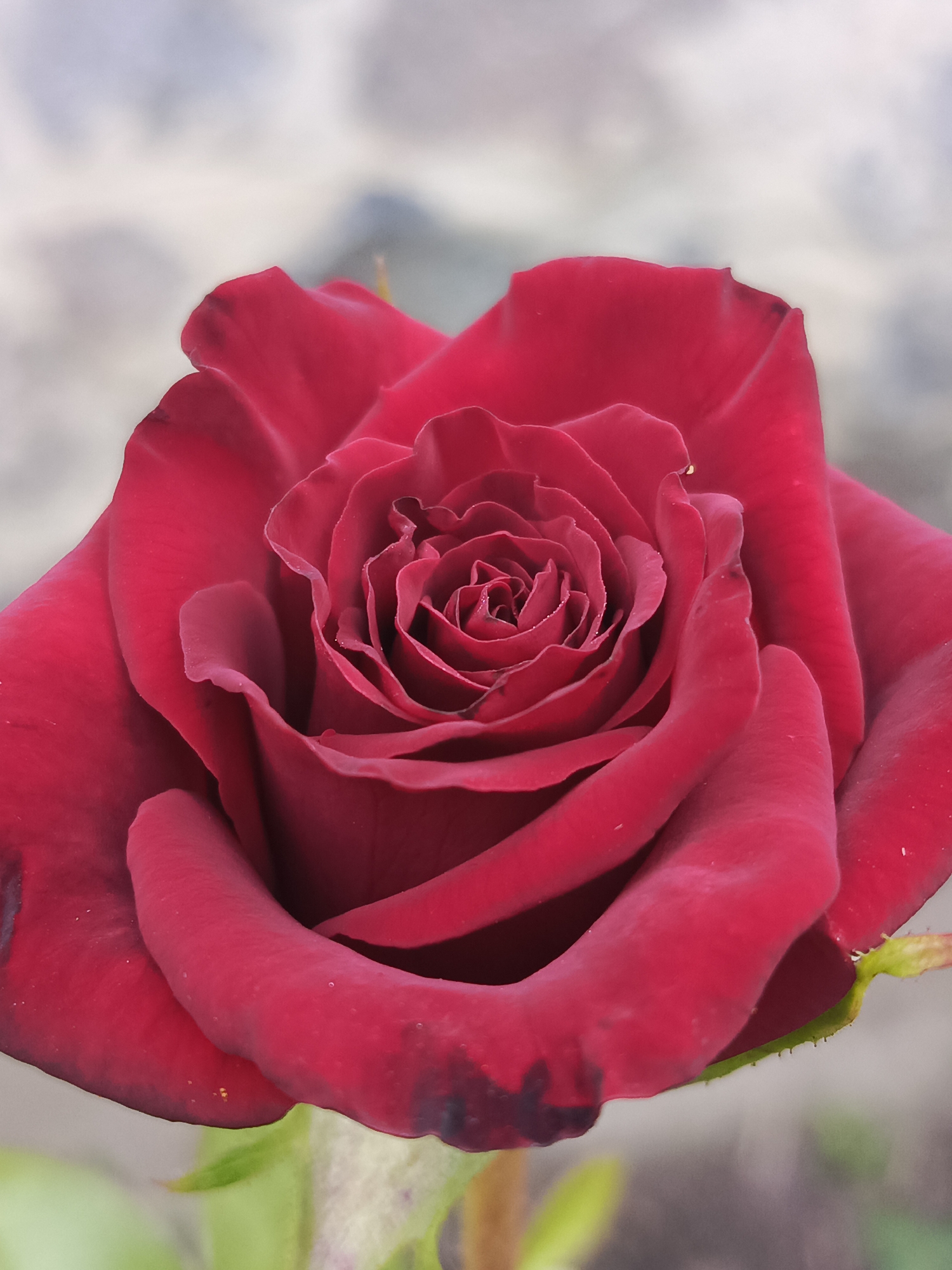 Close-up garden shots: roses, cherries, and flowering plants