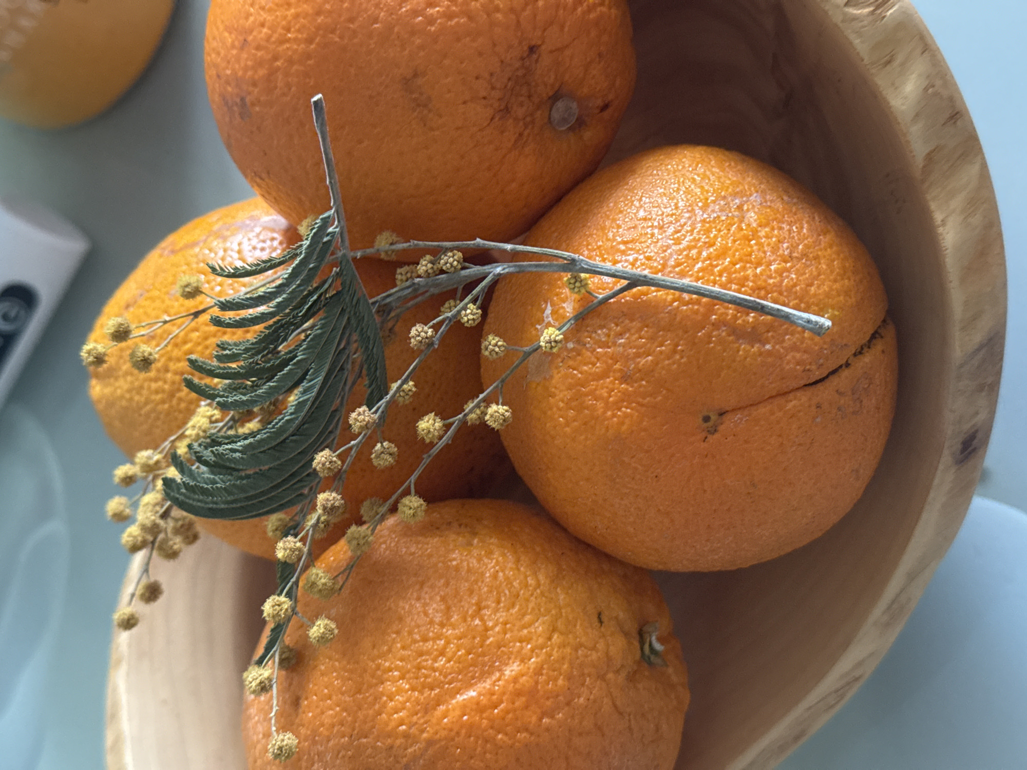 Orange bowl with mimosa branches arranged on blue surface
