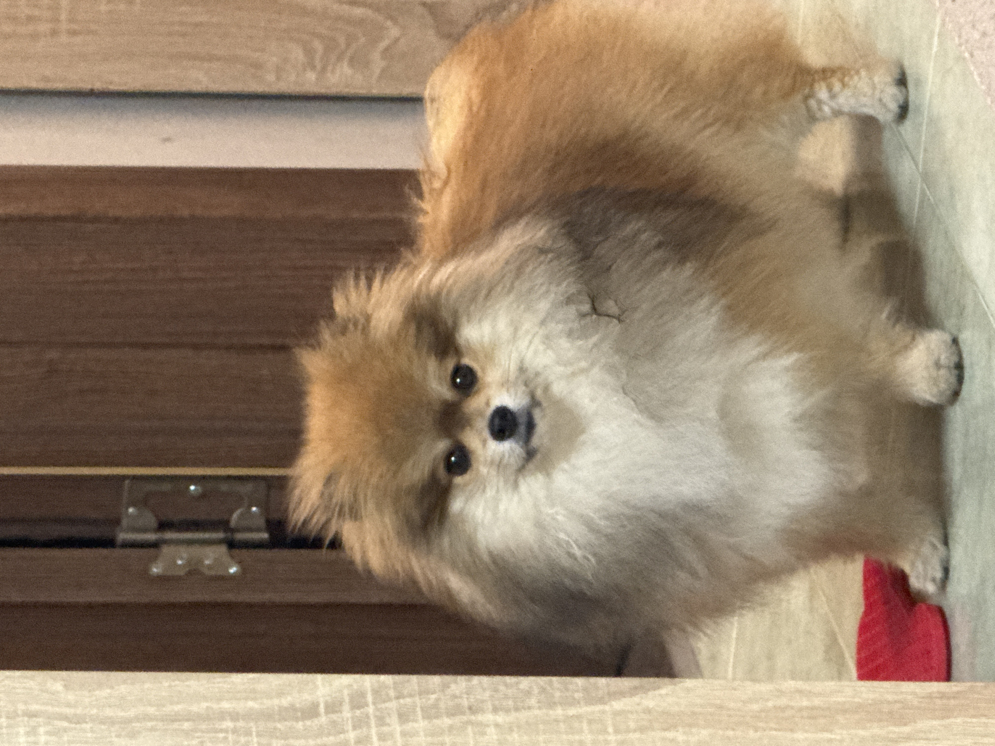 Pomeranian dog observed standing indoors on tiled floor