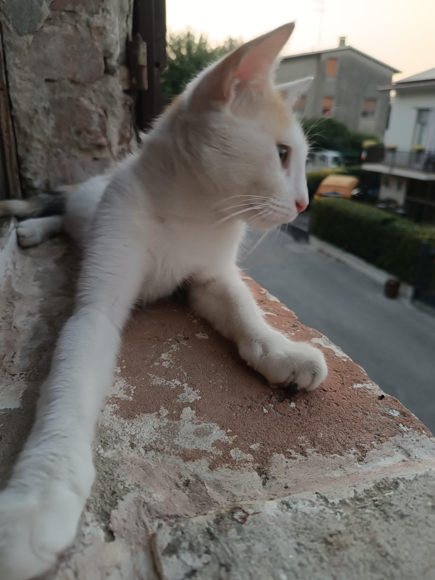 Calico cat lounging on a brick ledge in Viadana