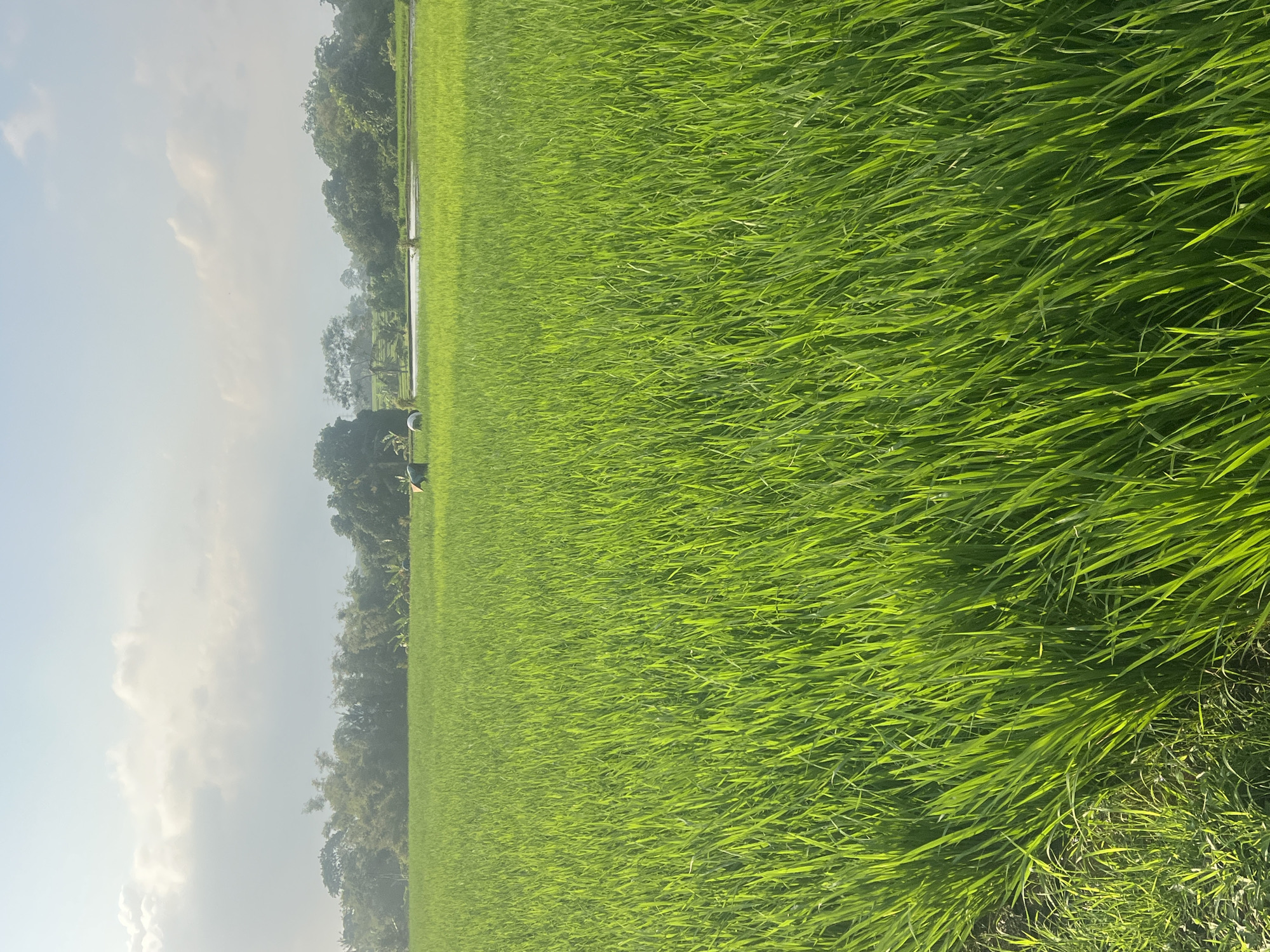 Morning light over Kediri's flooded rice paddies