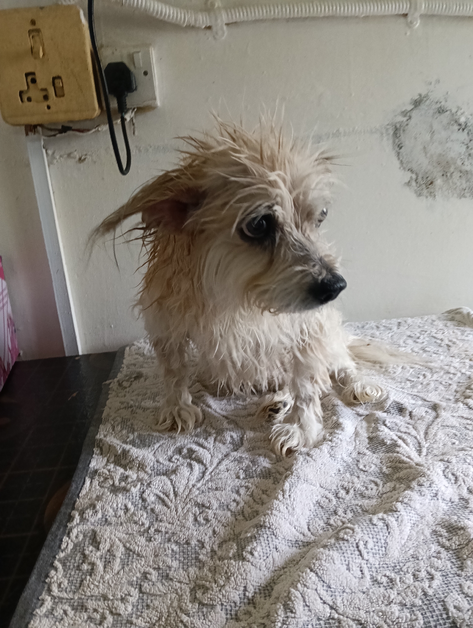 Dogs at a Nairobi grooming or care facility