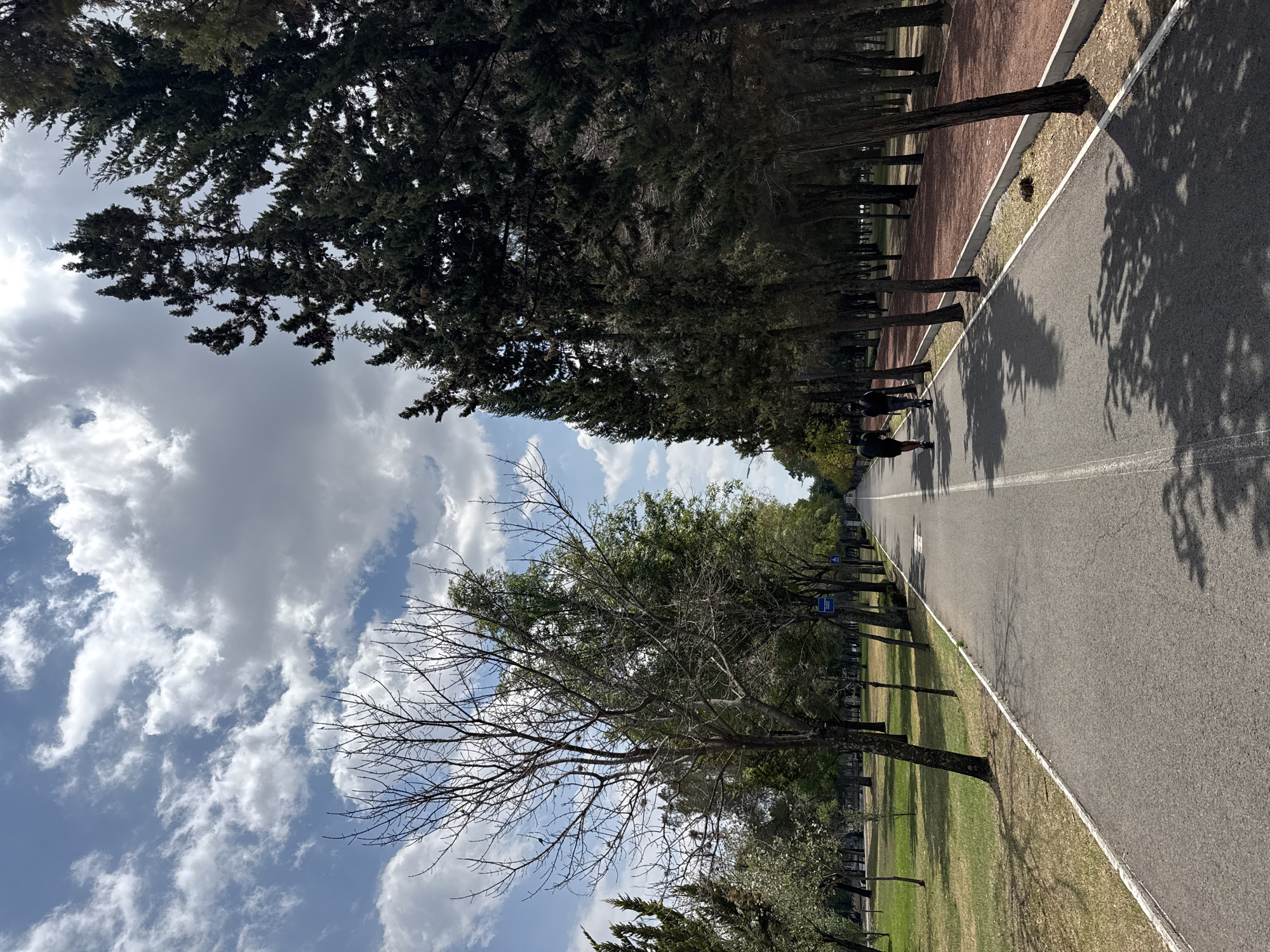 Tree-lined road captured in Puebla park area