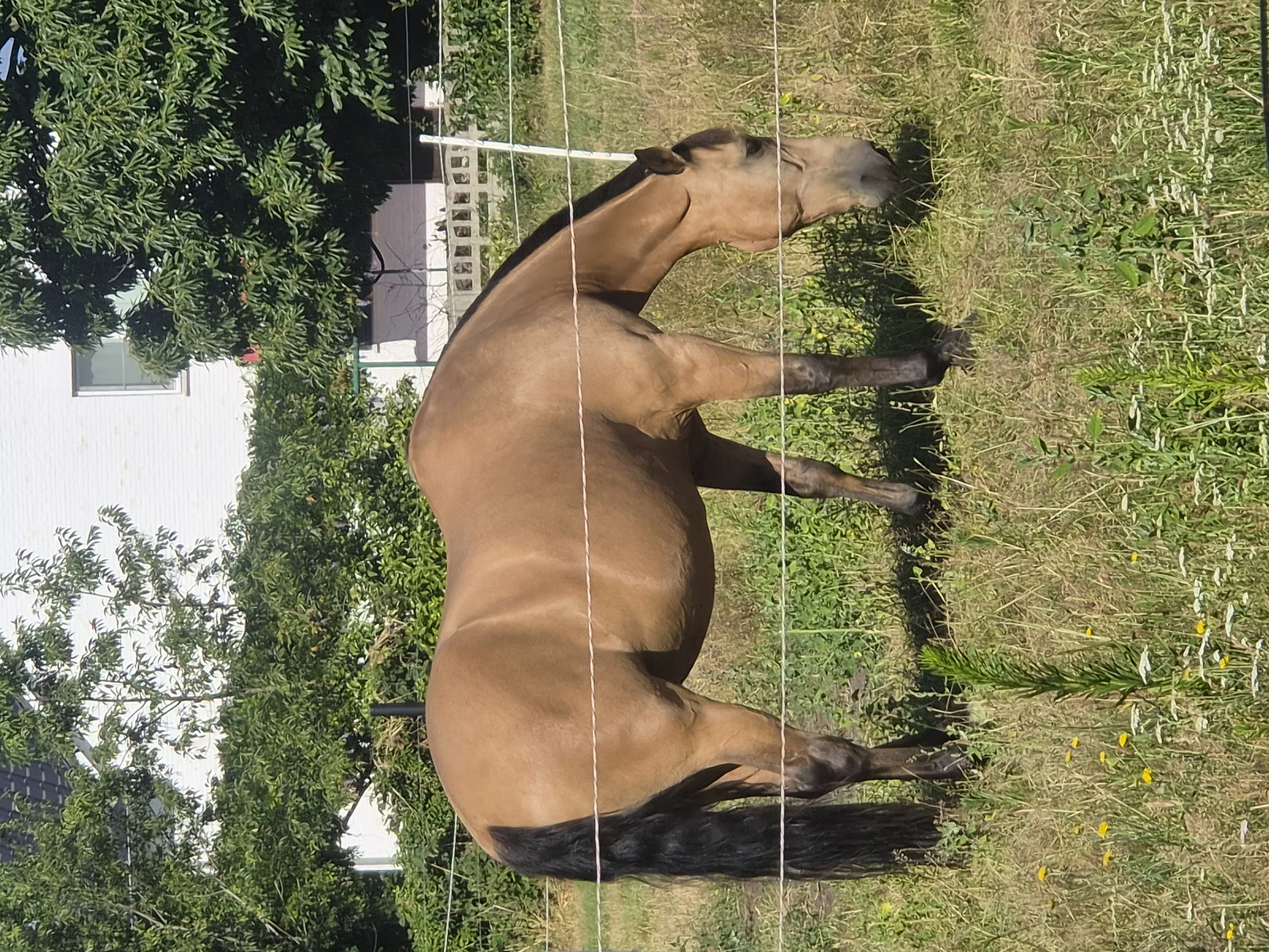Horse grazing in a fenced Belgian field on a cloudy morning