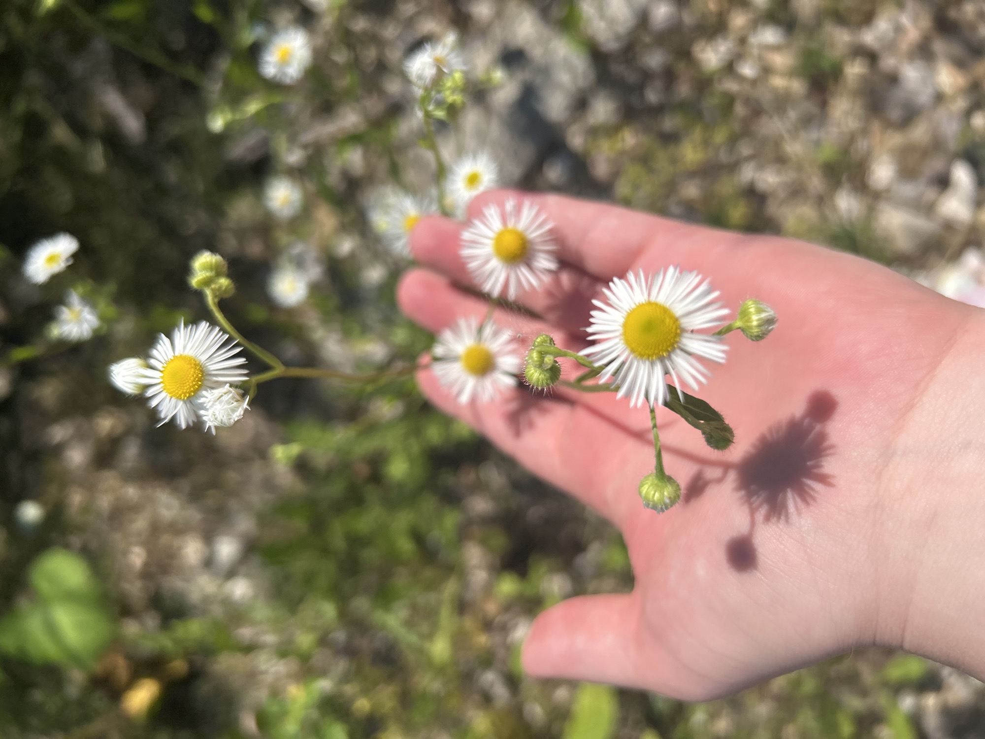 Small white daisies rest in an open upturned palm.