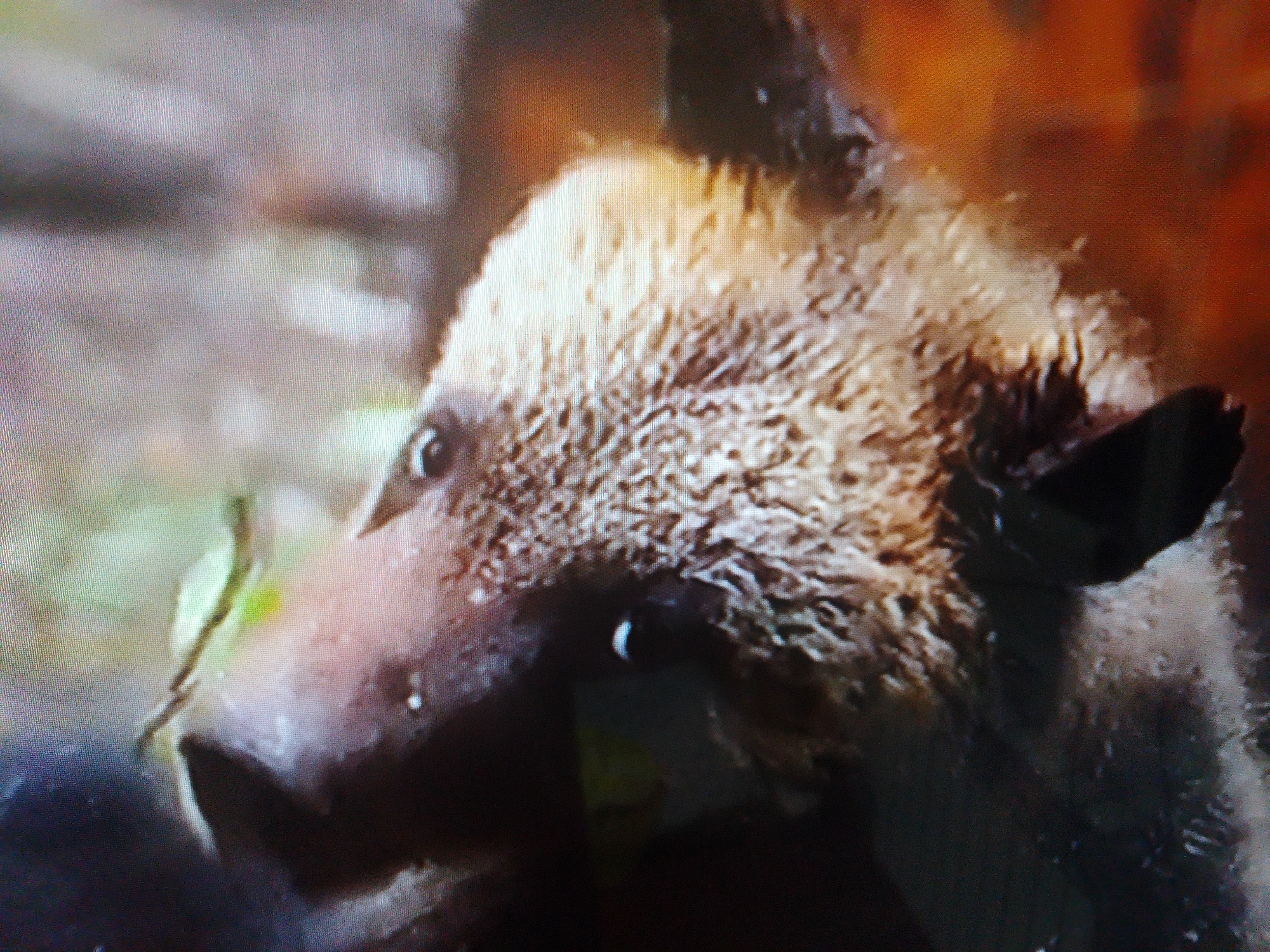 Brown bears spotted in Tajikistan forest, cubs and adults visible