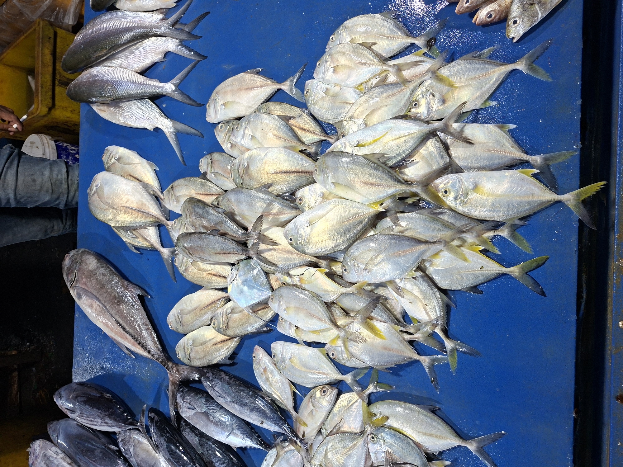 Fresh fish catch displayed at Lhokseumawe market