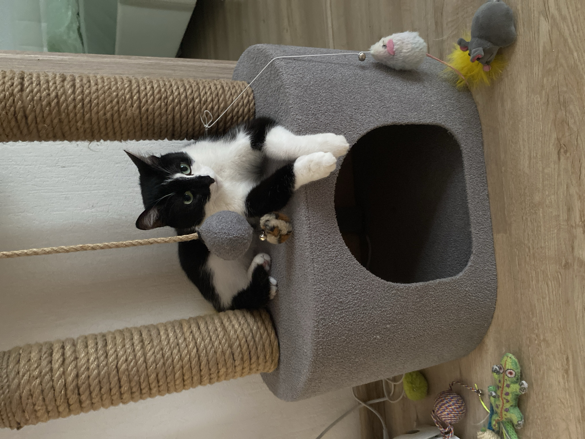 Black and white cat observed resting and playing in Yekaterinburg