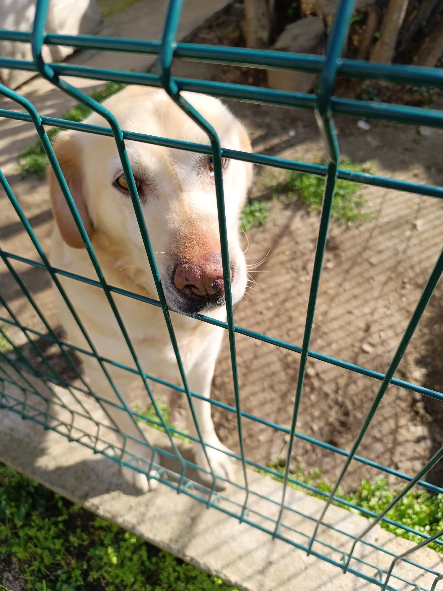 Labrador observed in fenced enclosure in Septemvri, Bulgaria