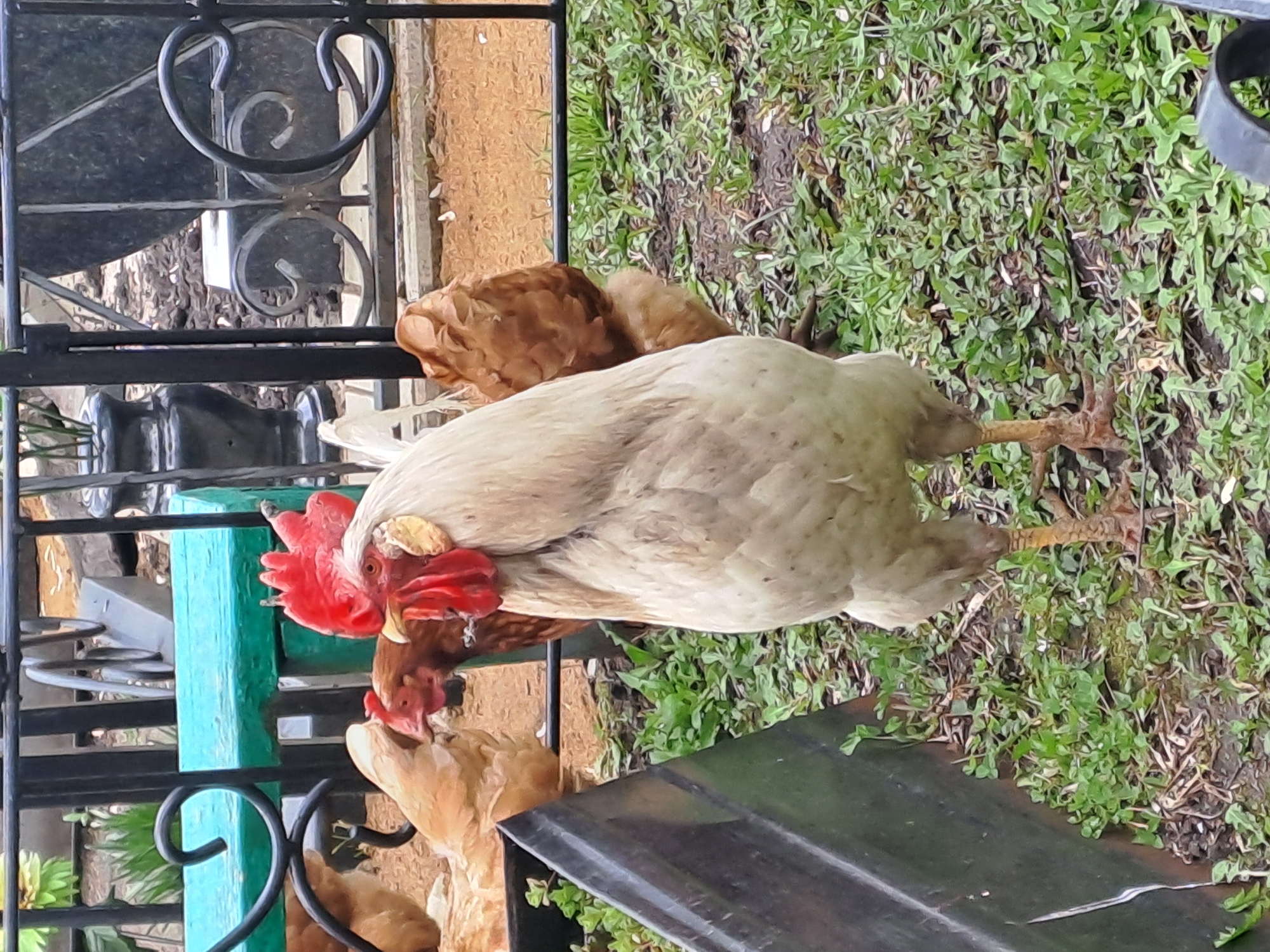 White rooster spotted in rural Зыково farmyard scene