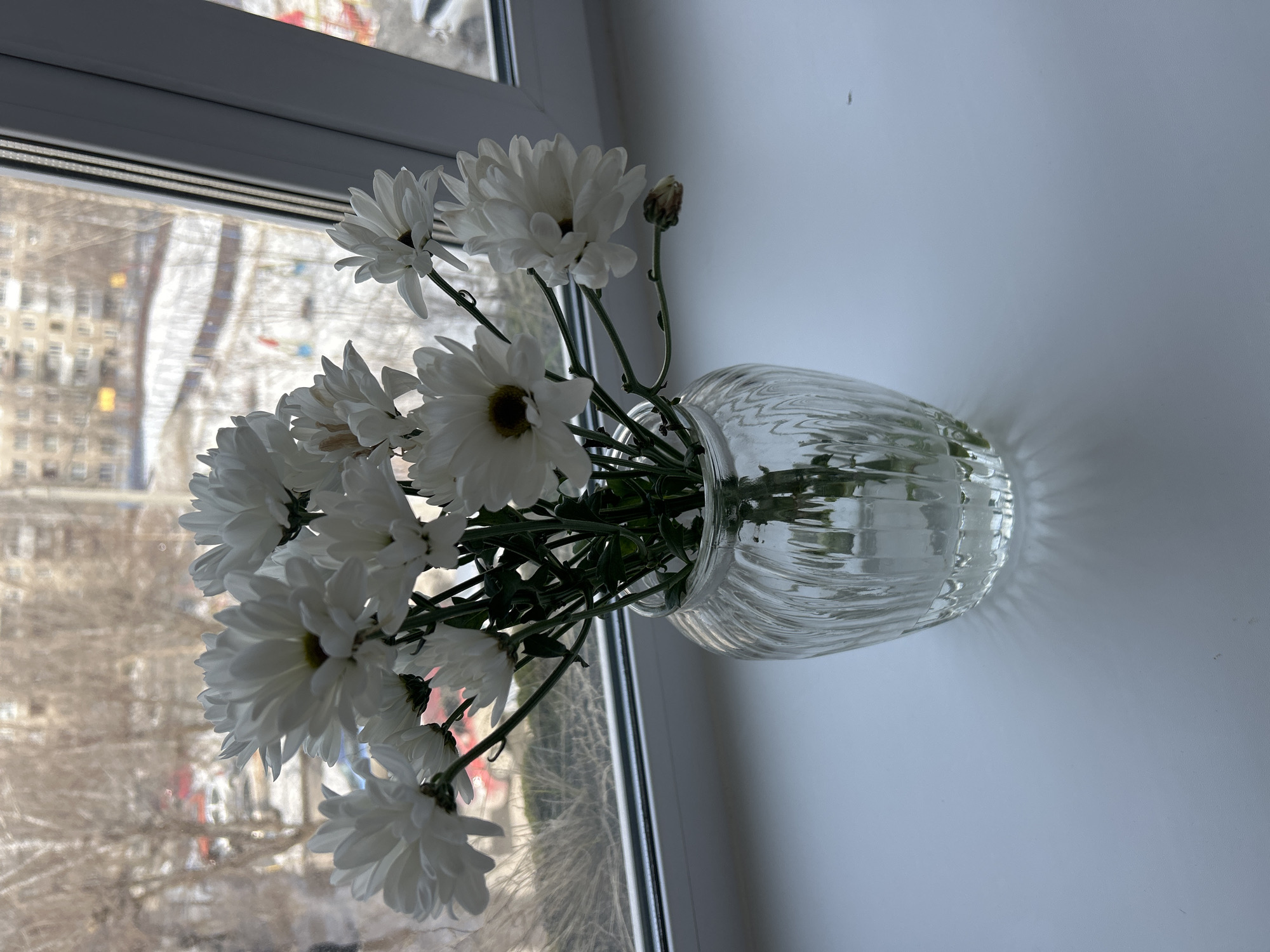 Indoor flowers arranged on urban windowsills documented by witnesses